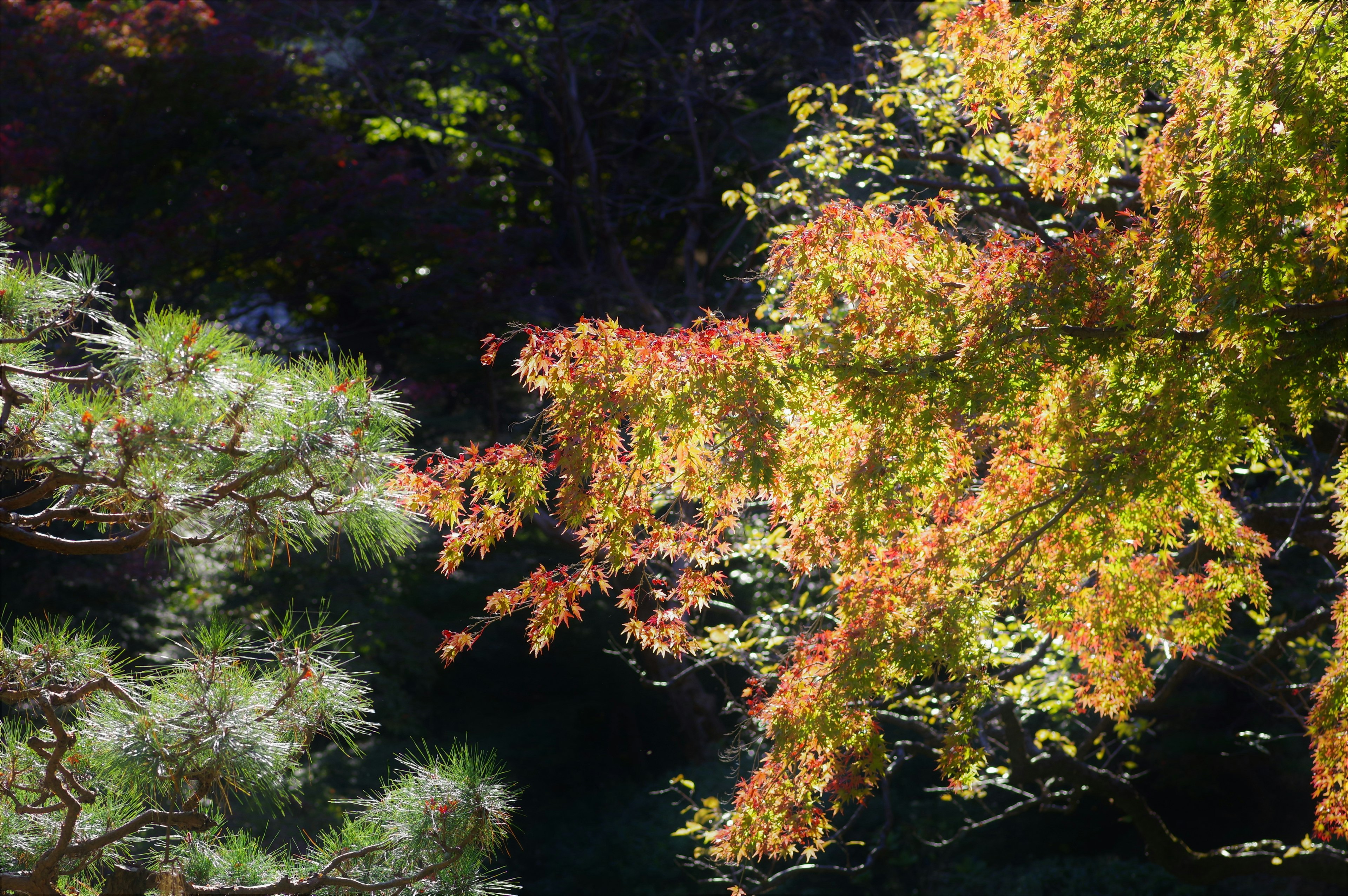 色とりどりの葉が茂る秋の木々の風景