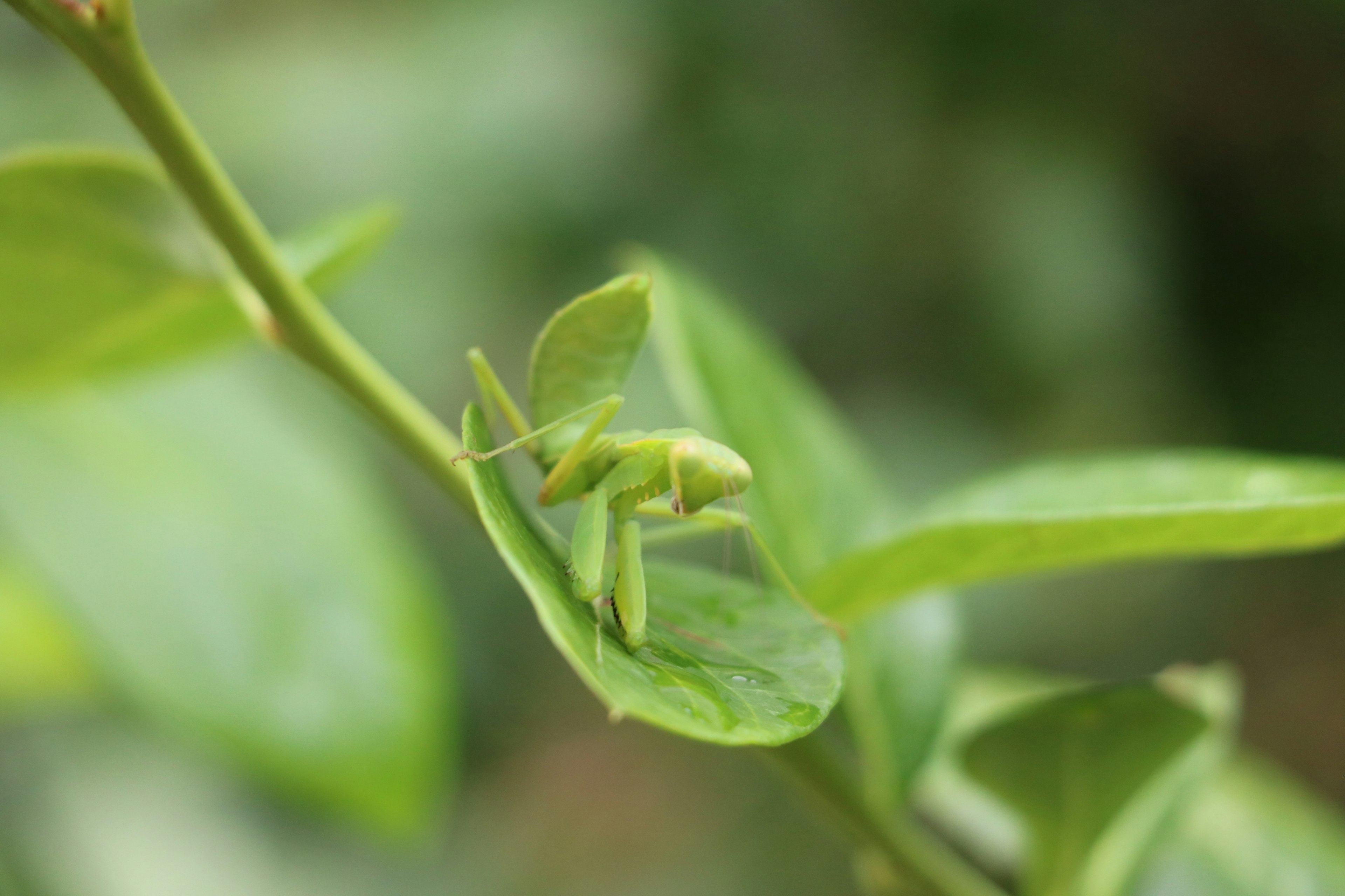 Small green grasshopper on green leaves