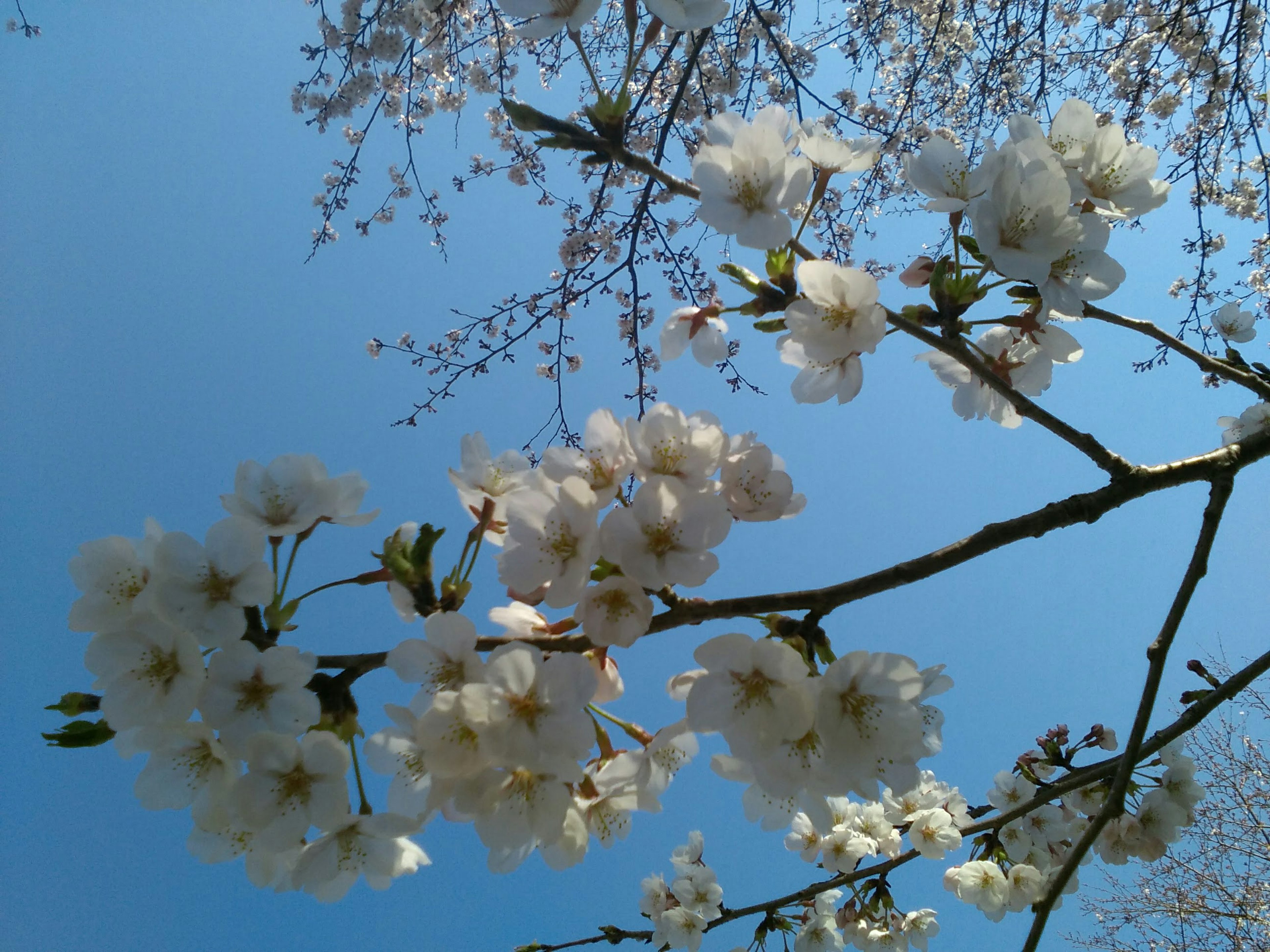 青い空に咲く桜の花のクローズアップ