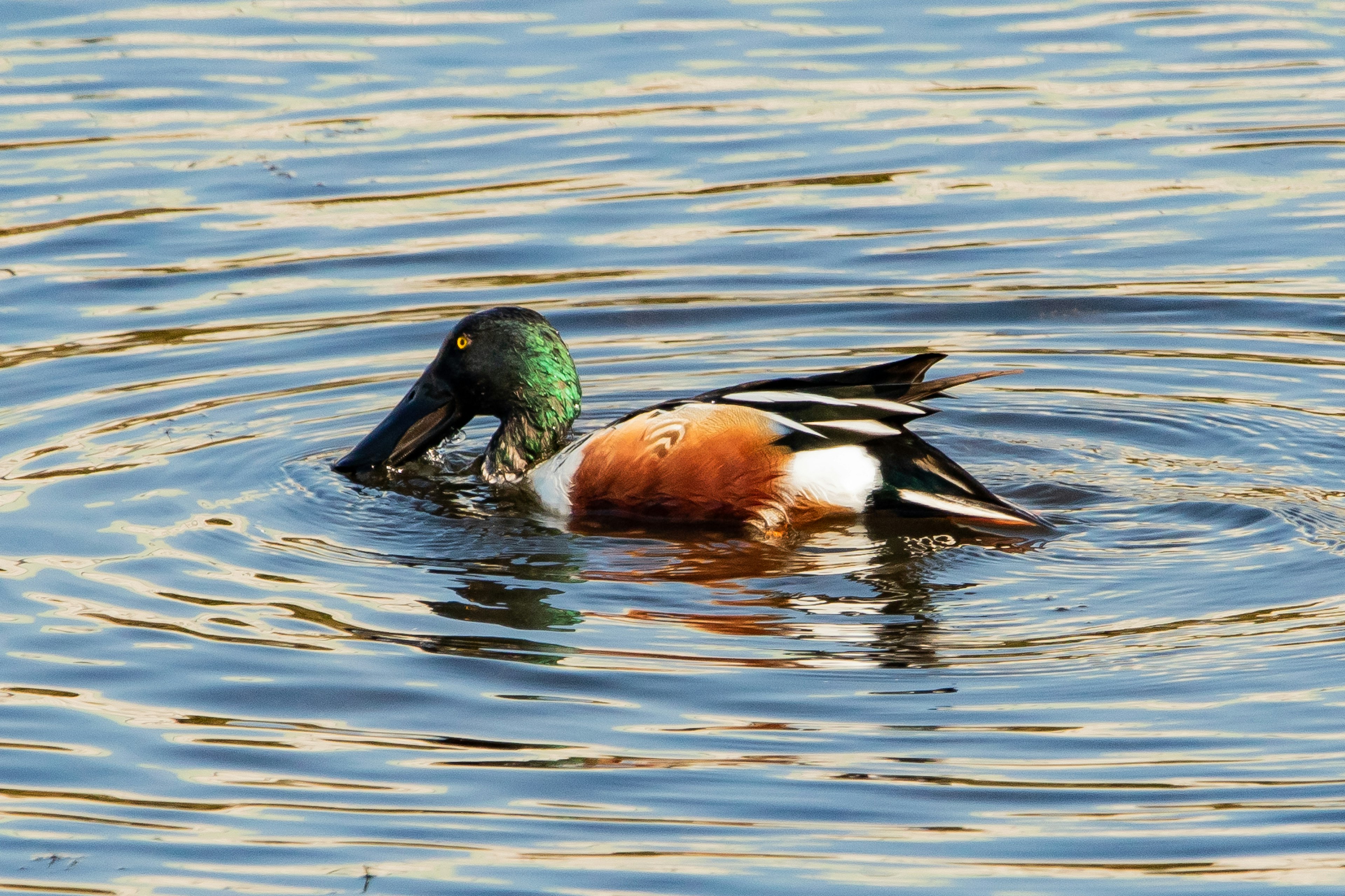 Maschio di mestolone che nuota sulla superficie dell'acqua con testa verde vibrante e petto arancione