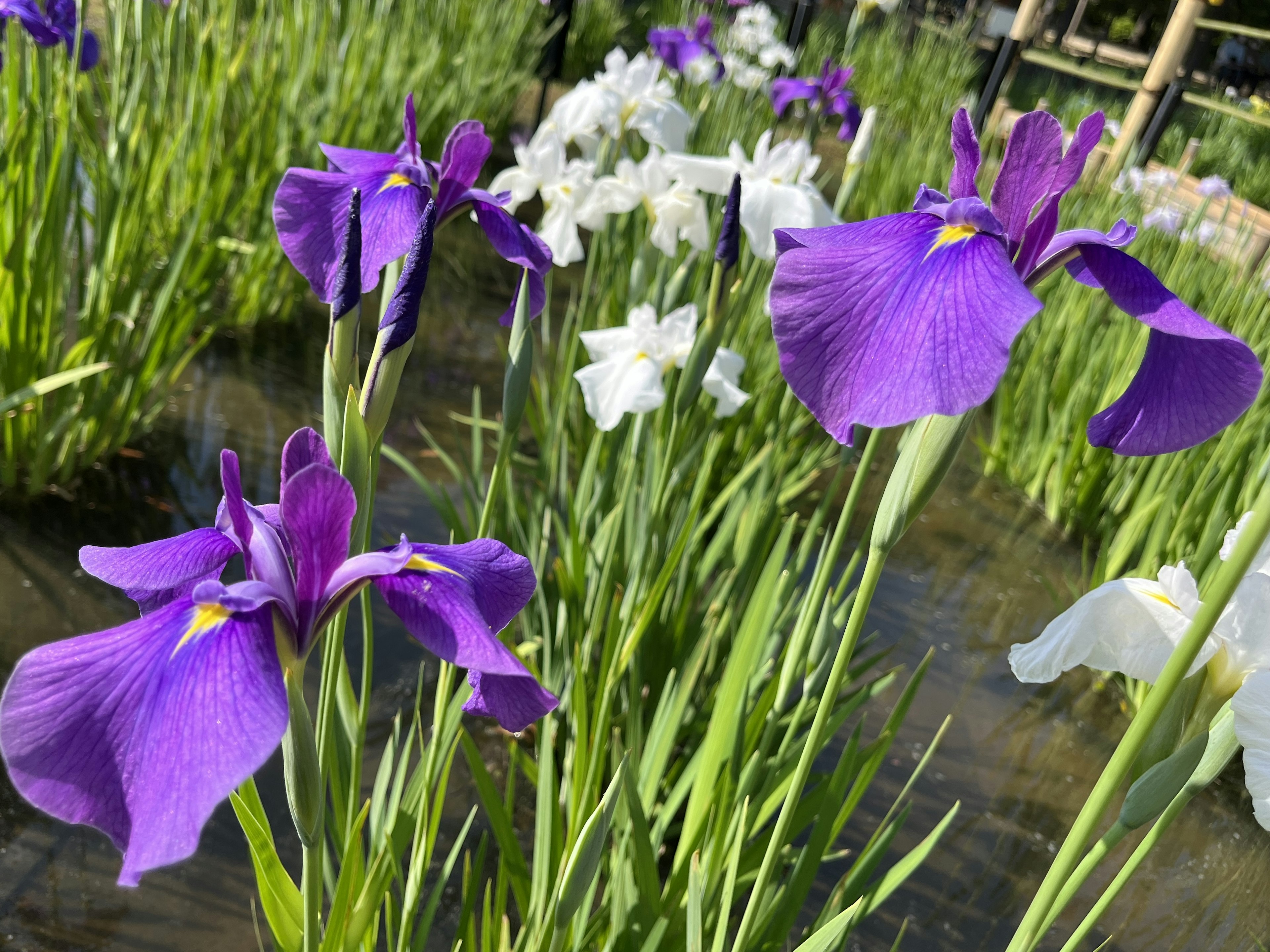 A scenic view of purple and white flowers blooming near water