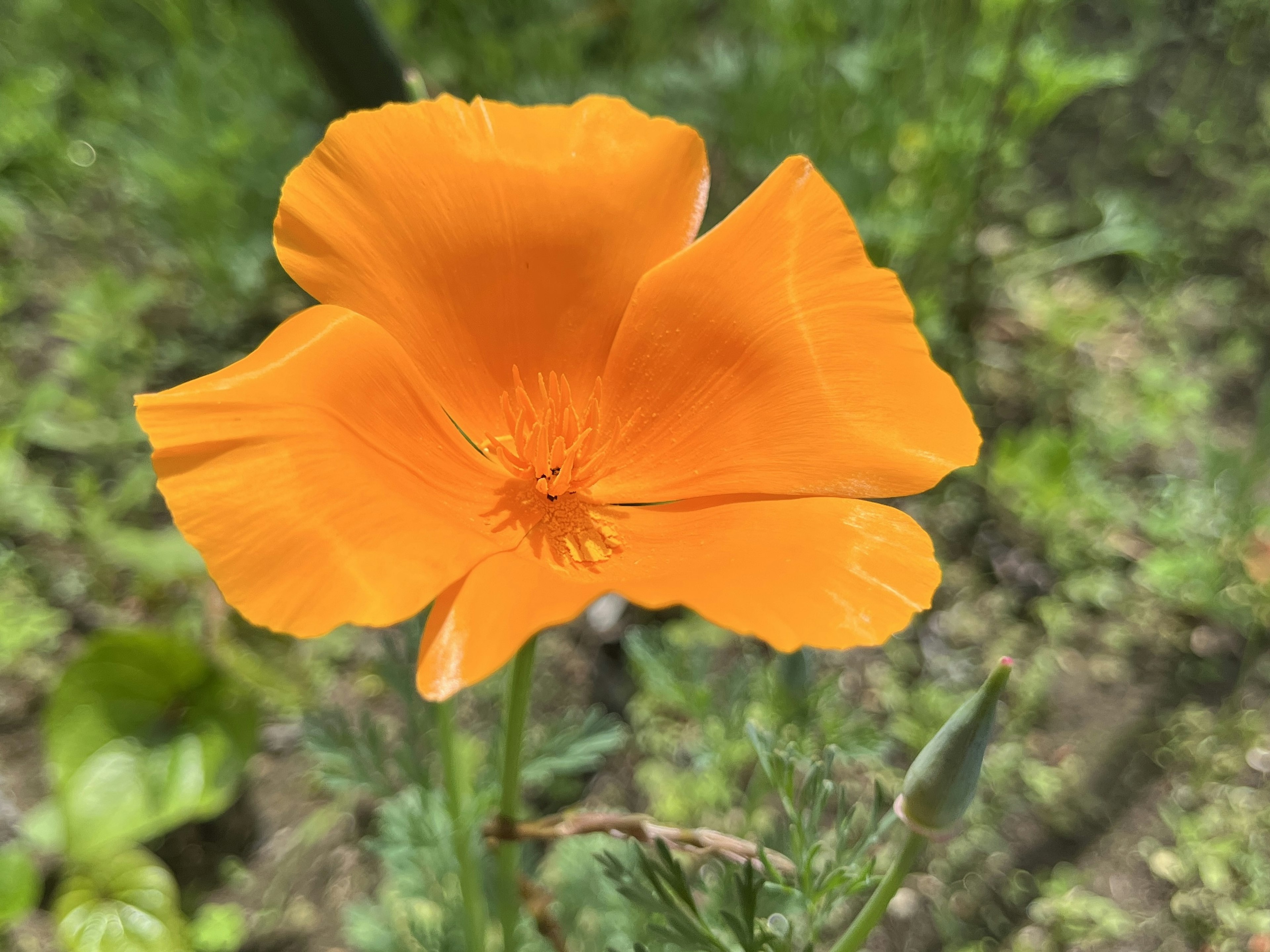 鮮やかなオレンジ色のポピーの花が緑の背景の中で咲いている