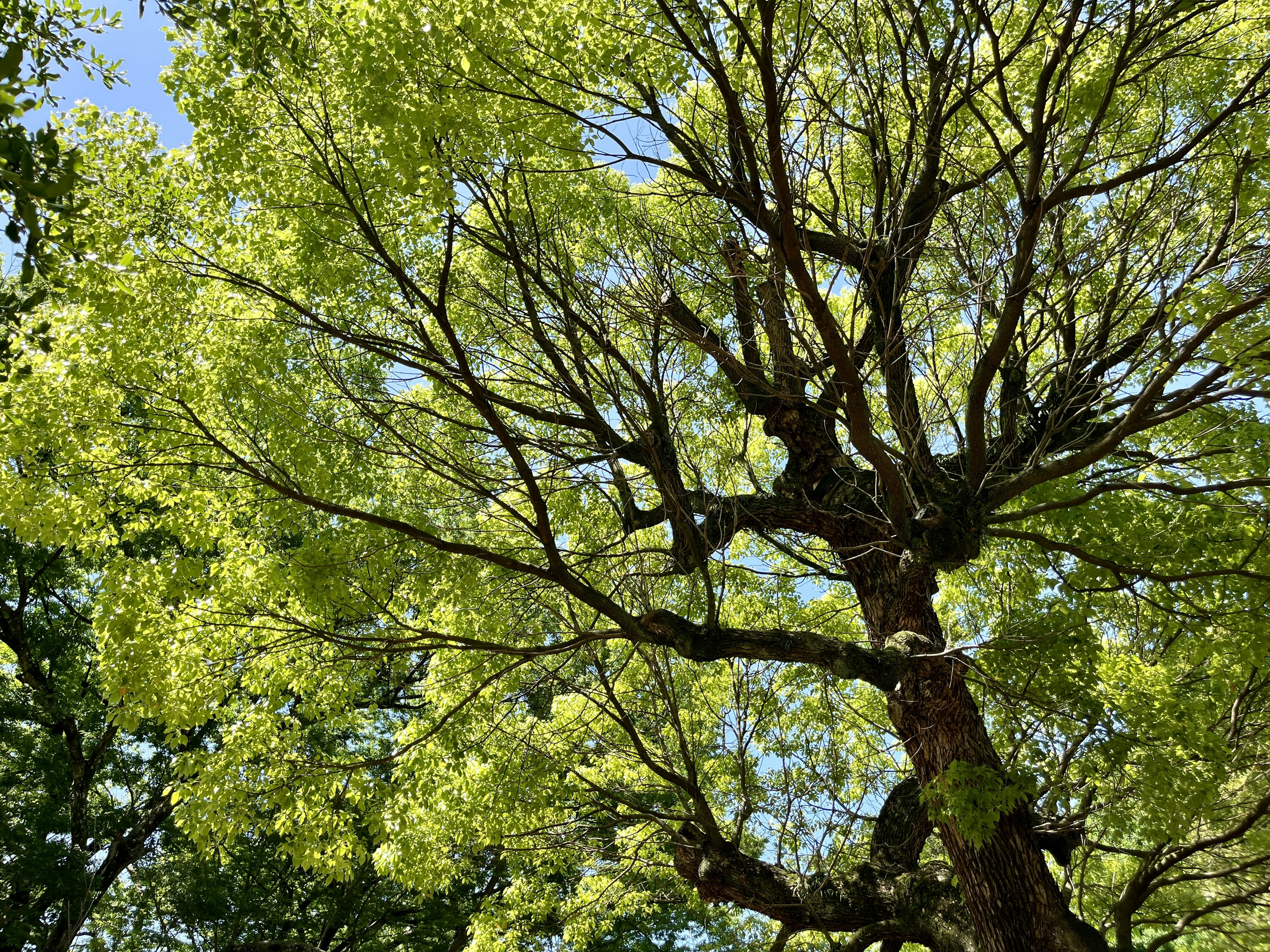 Large tree with vibrant green leaves and sprawling branches