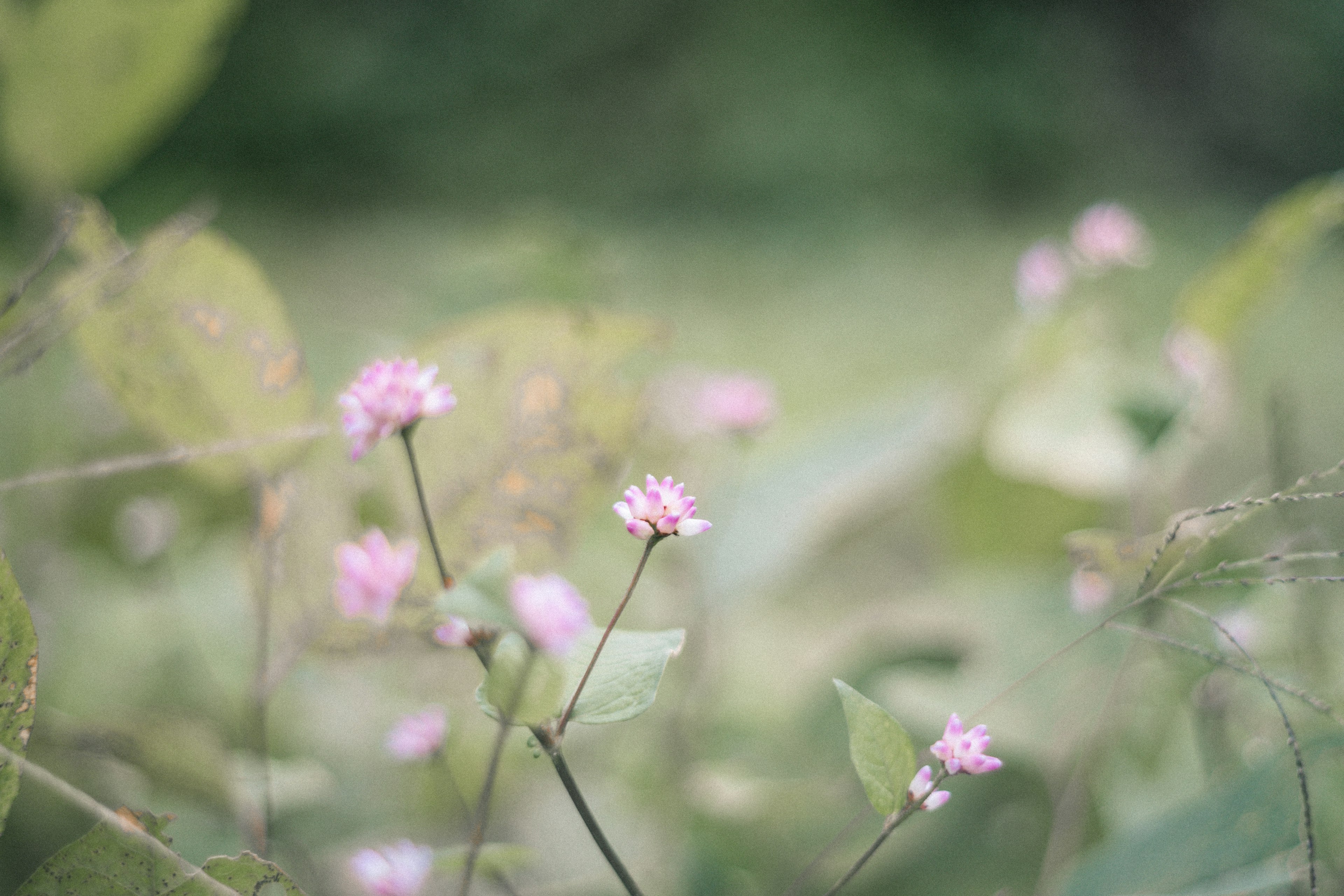 Un paesaggio con piccoli fiori rosa in una palette di colori tenui