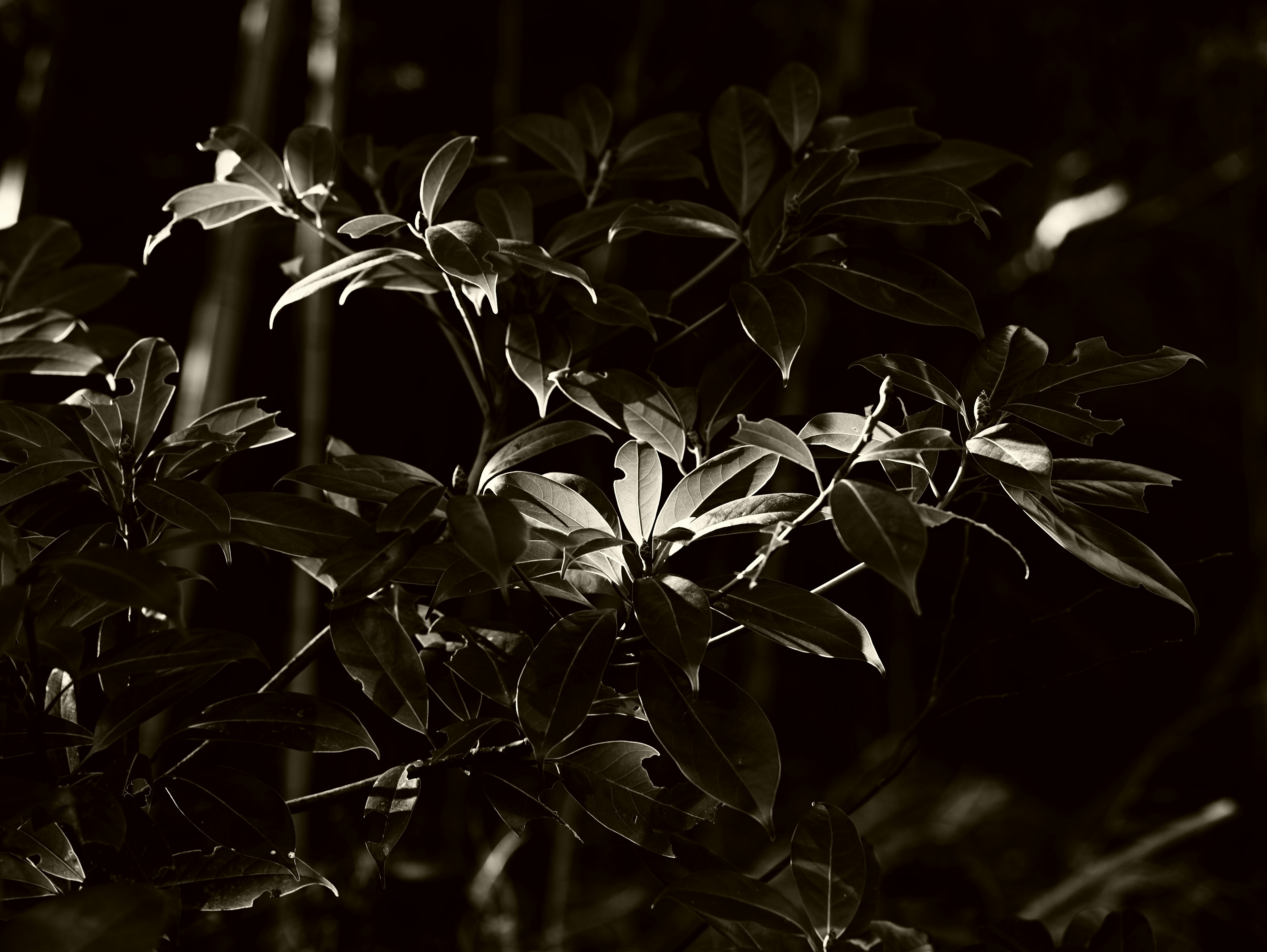 Close-up of leaves against a dark background