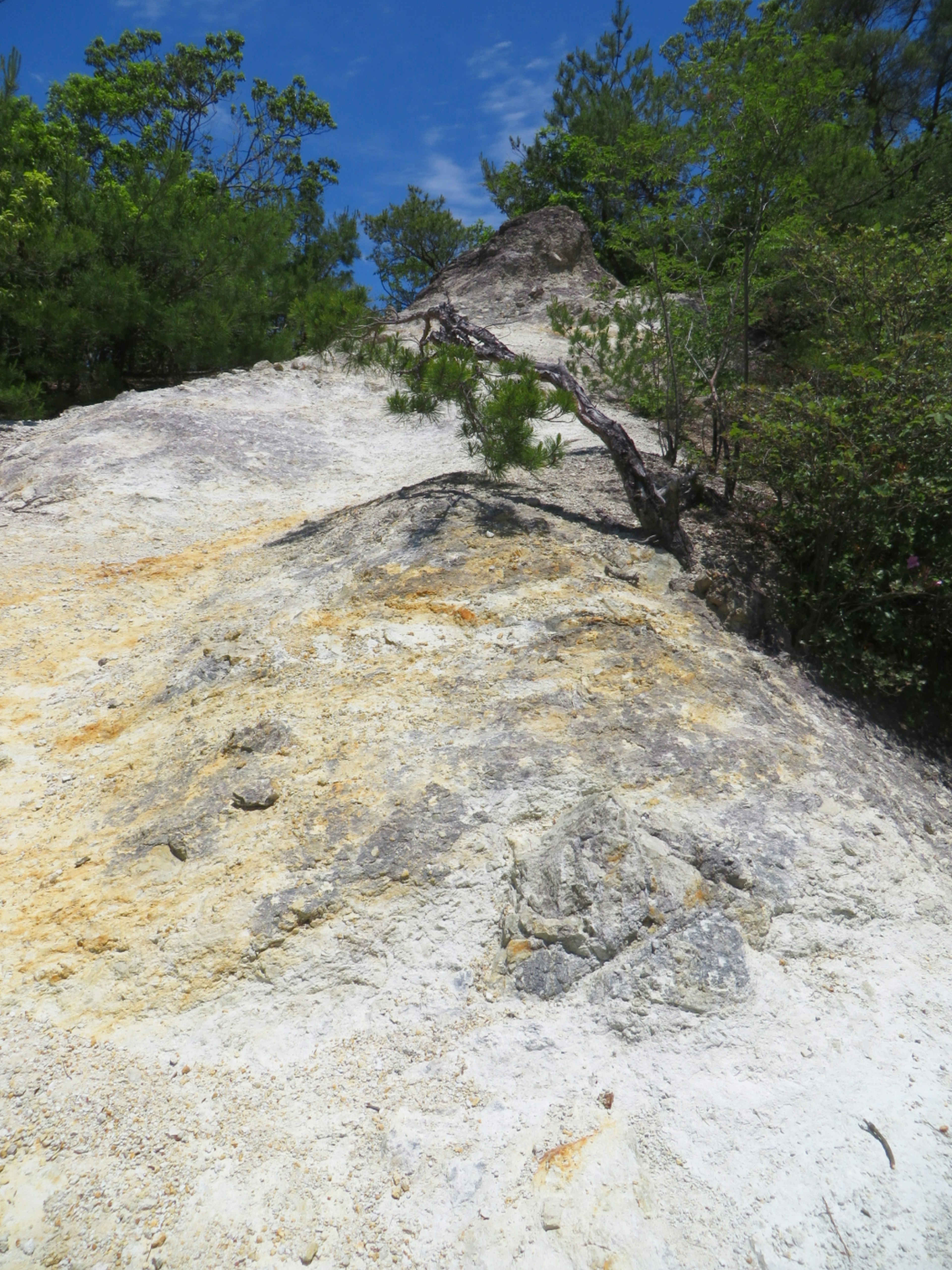 A rocky cliff with white surface and green trees