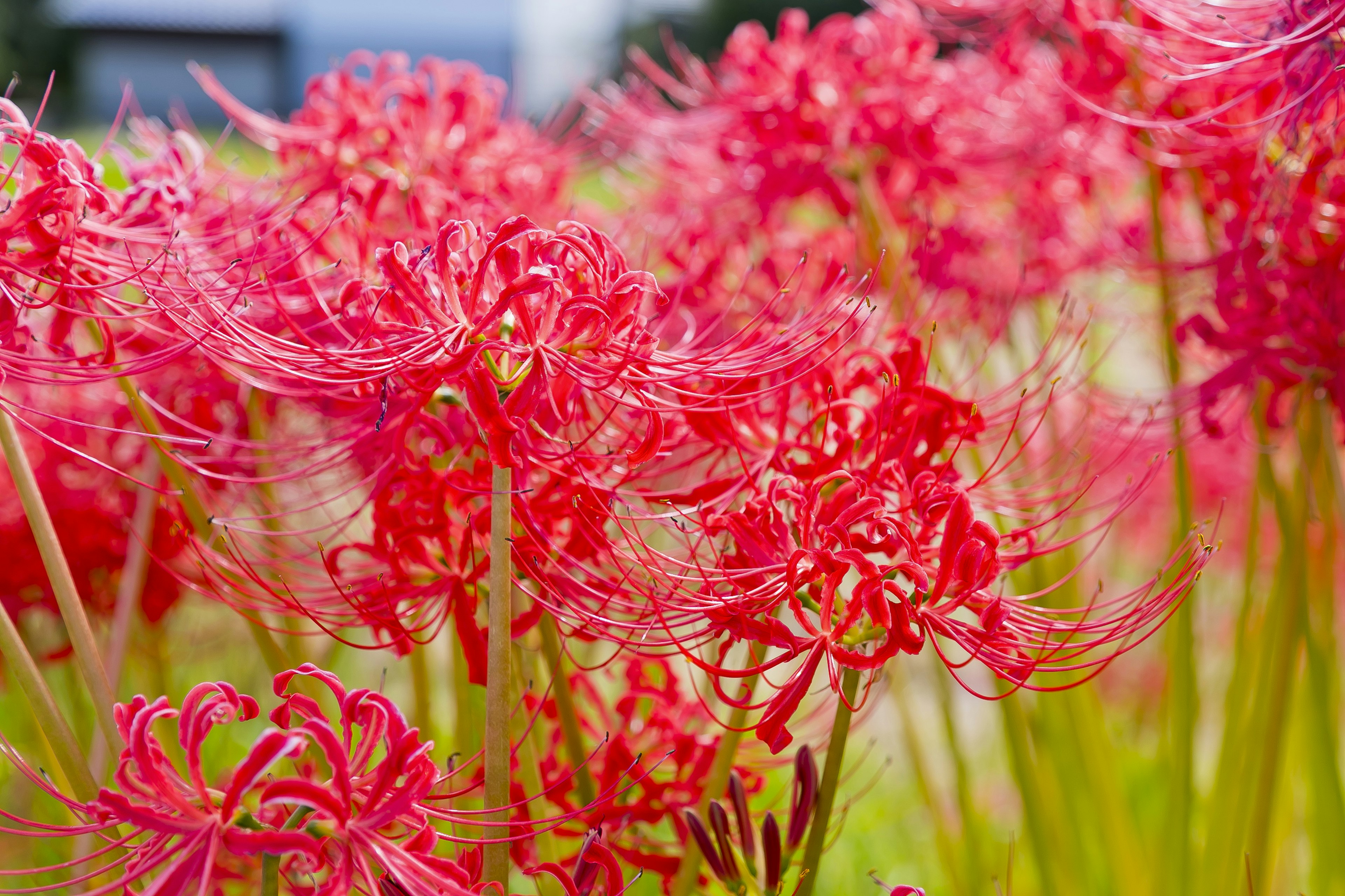 Lebendige Gruppe roter Spinnenlilien in Blüte