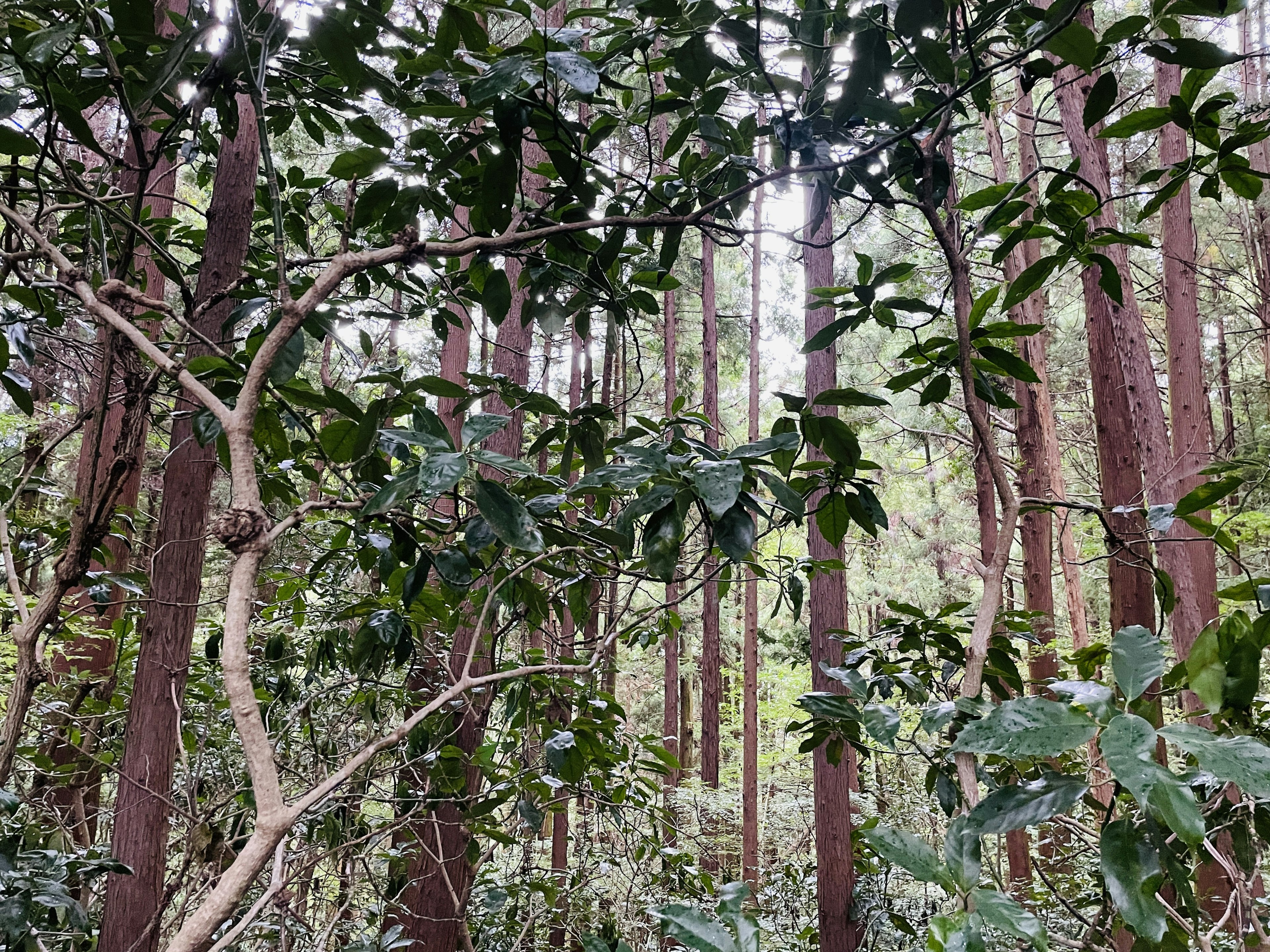 Hohe Bäume und dichtes Laub in einem üppigen Wald