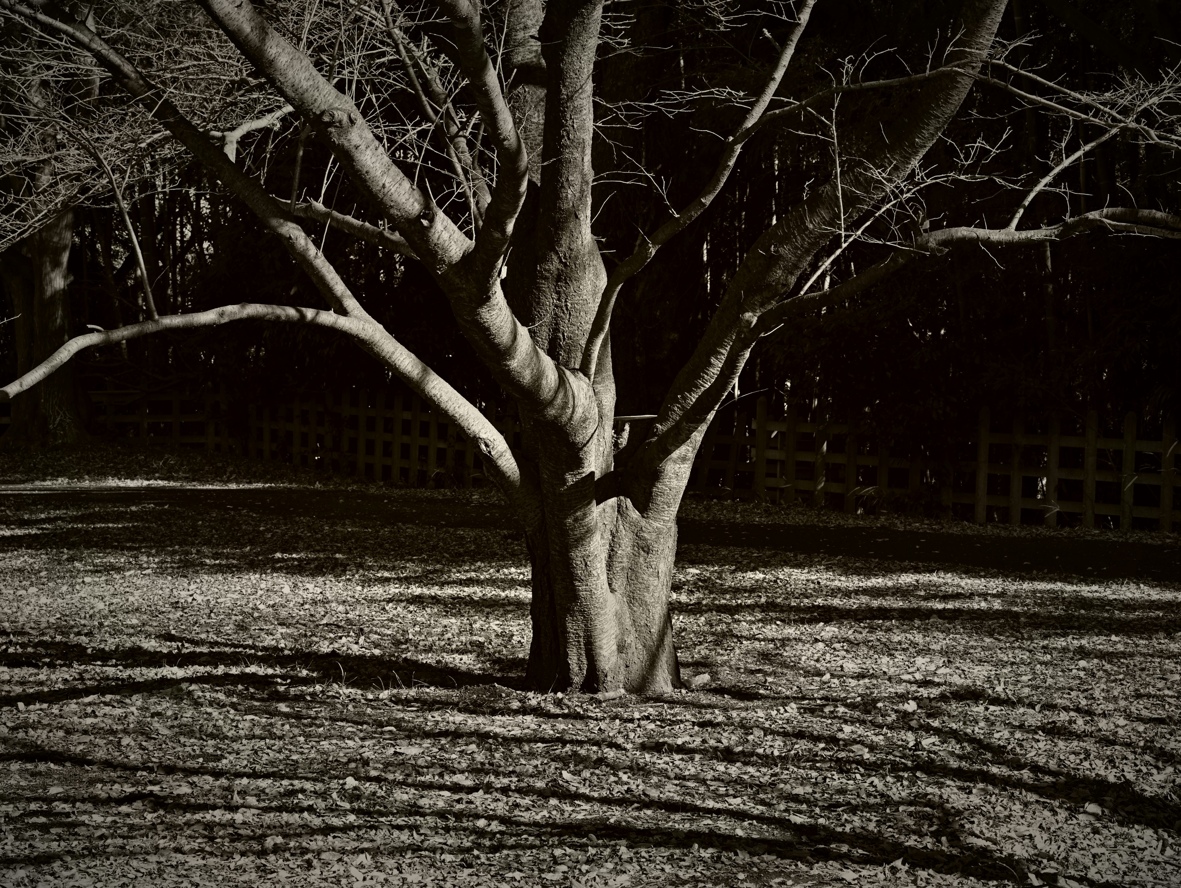 Detailed view of a tree trunk and branches against a dark background