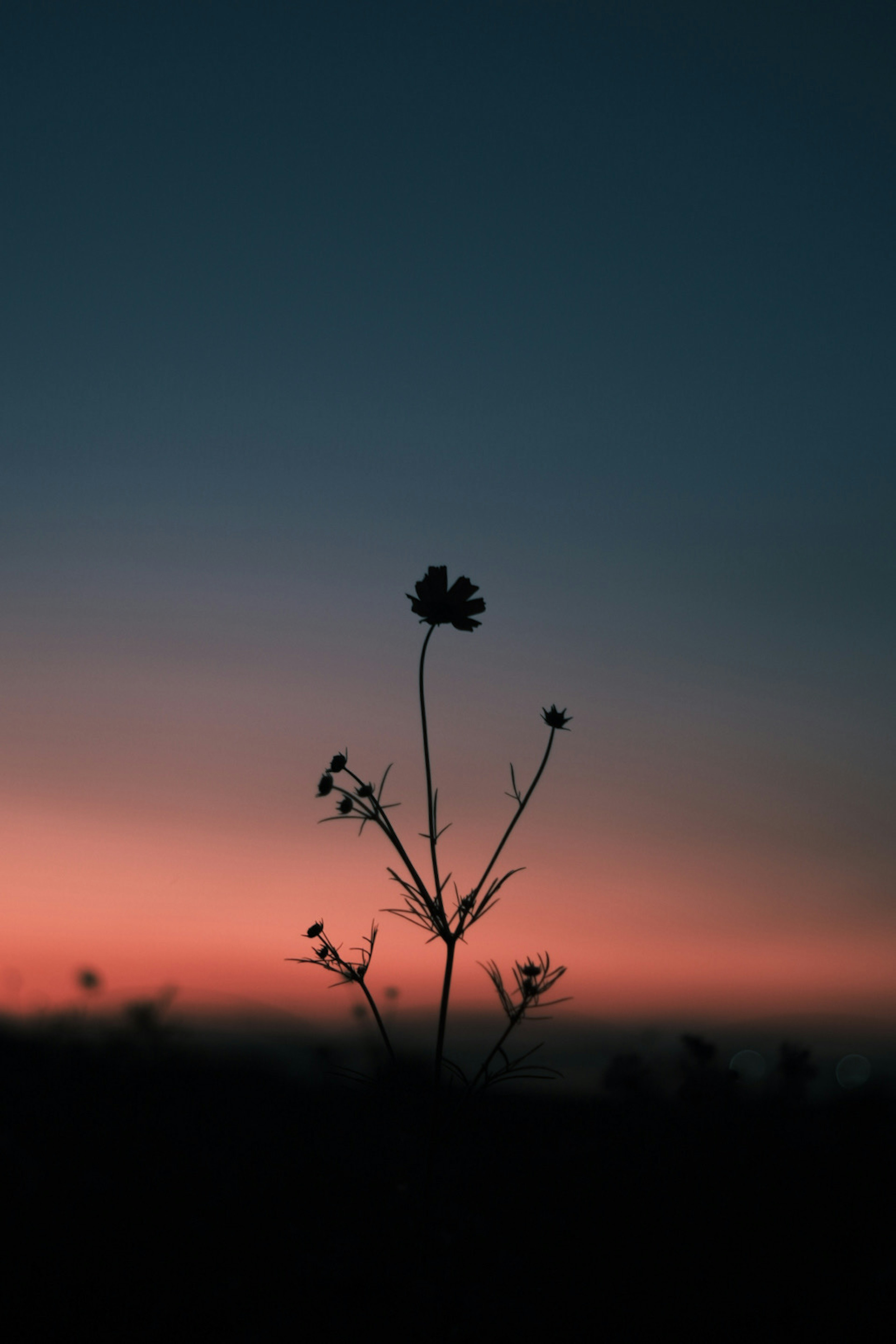 Silhouette of a flower against a sunset sky