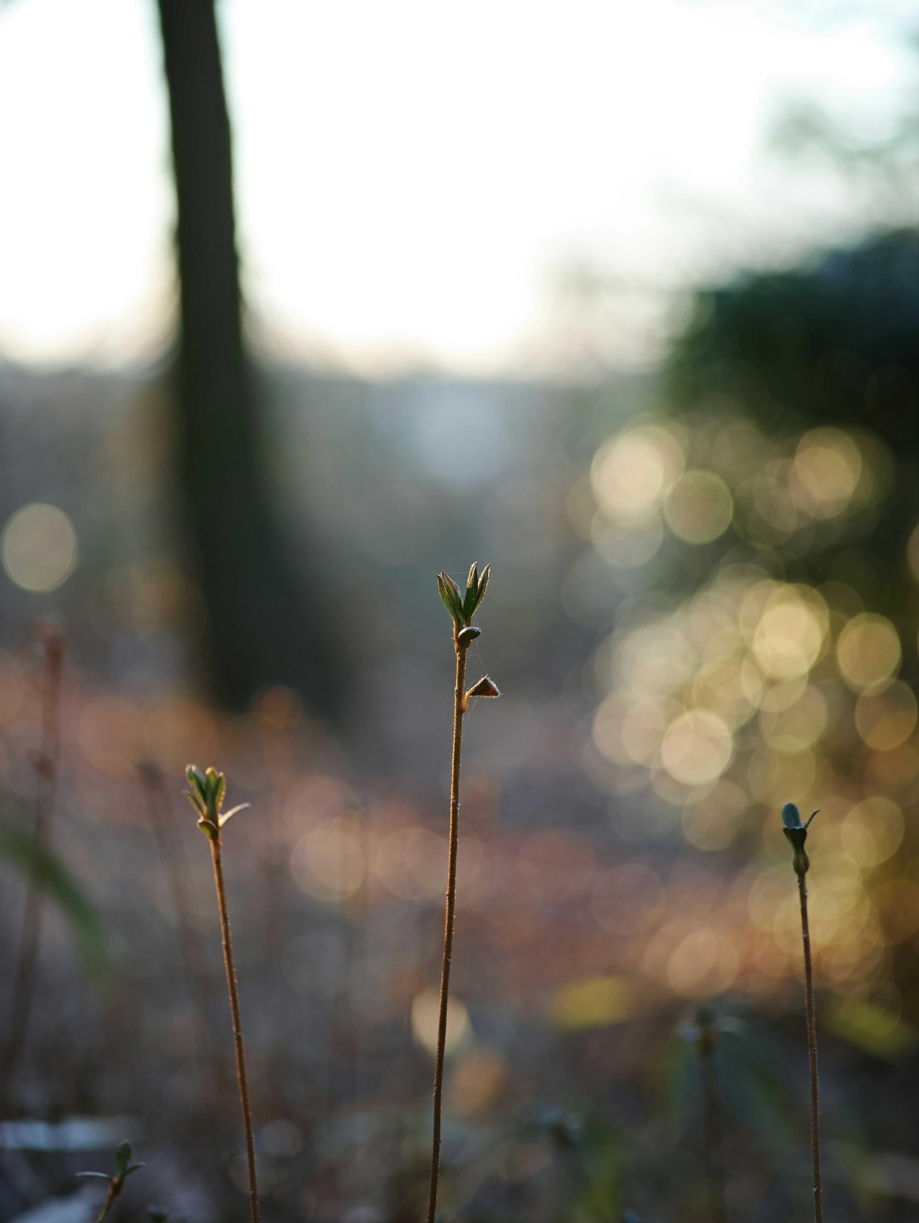 Thin plant stems with new buds against a blurred background