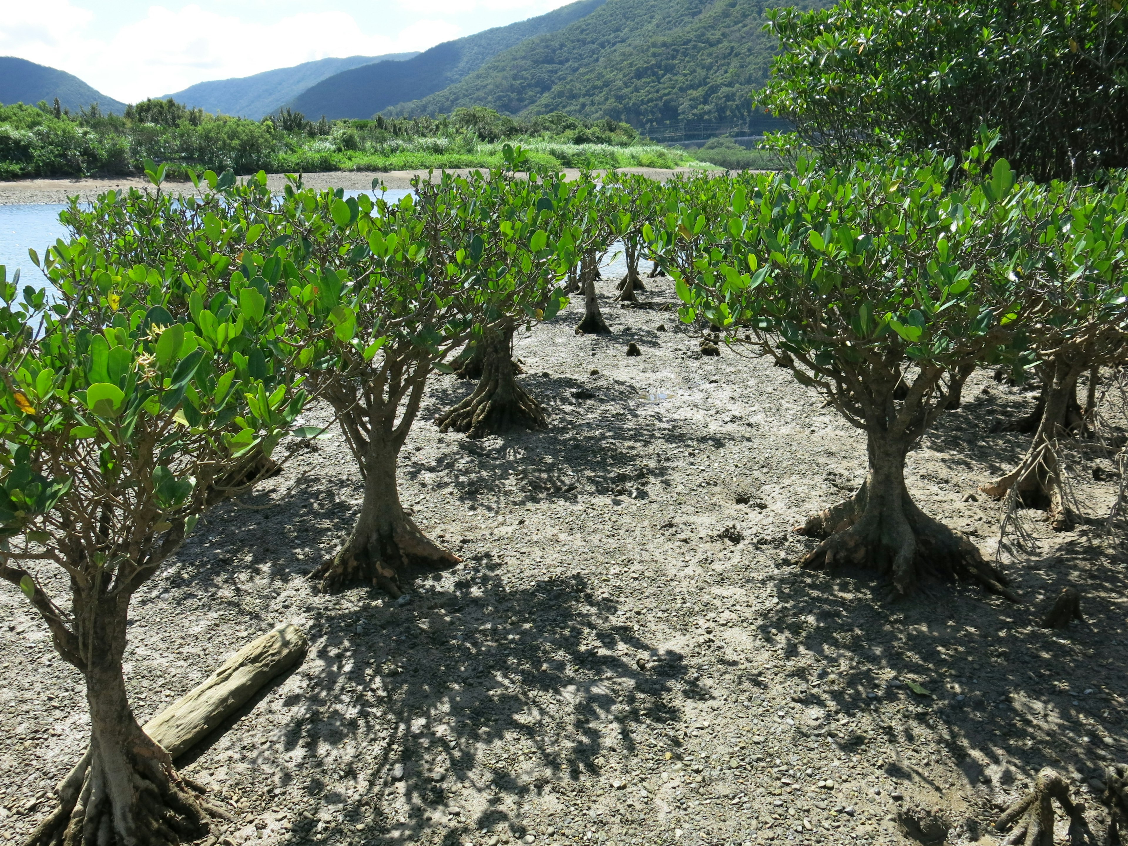 Lush mangrove trees on a tidal flat with a river and mountains in the background