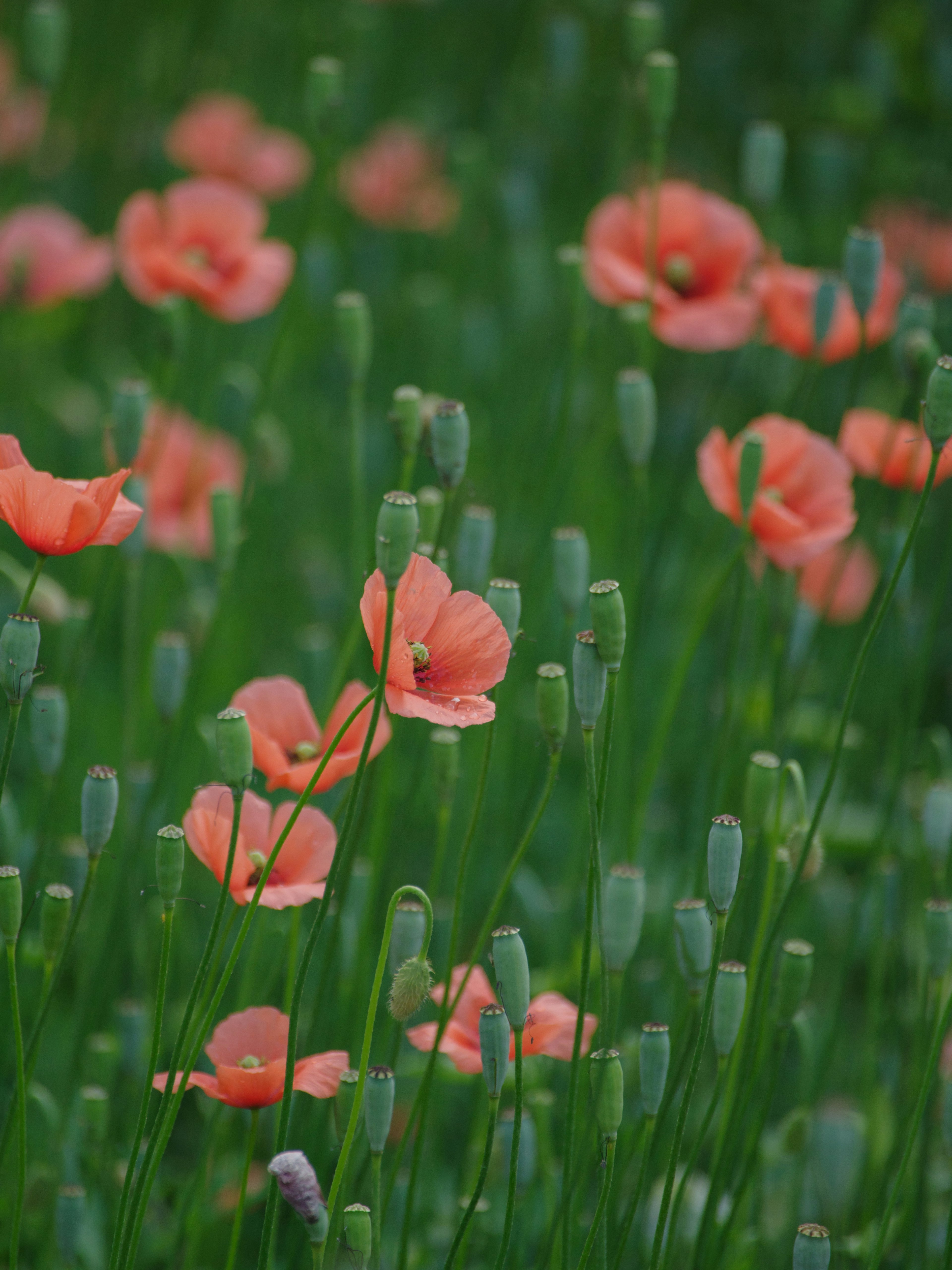 鮮やかなオレンジ色のポピーの花が緑の草の中に咲いている