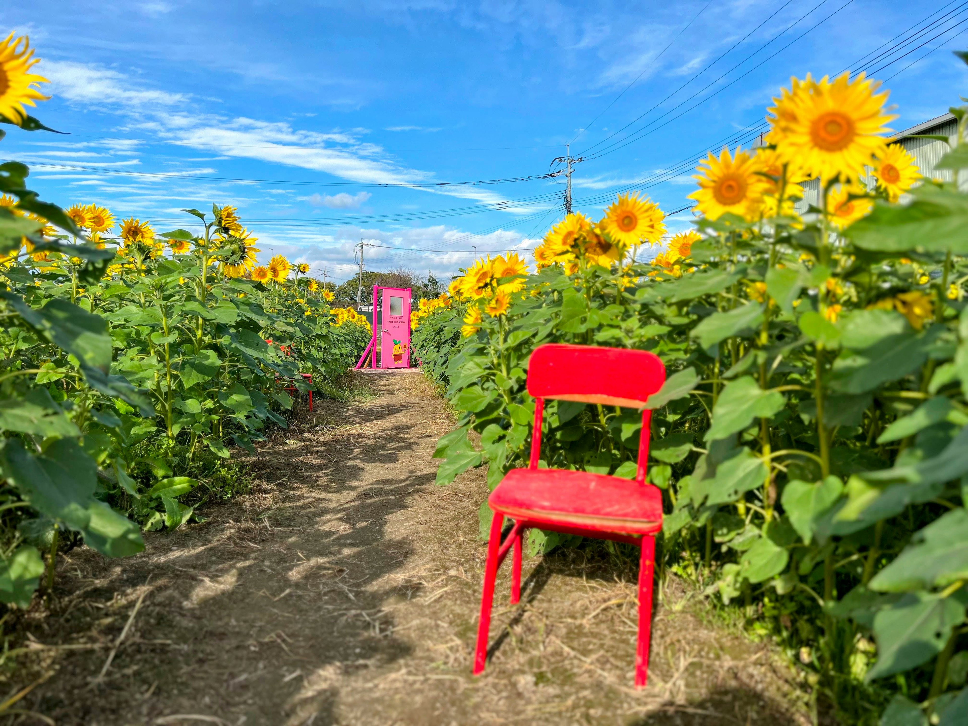 Chaise rouge placée sur un chemin dans un champ de tournesols