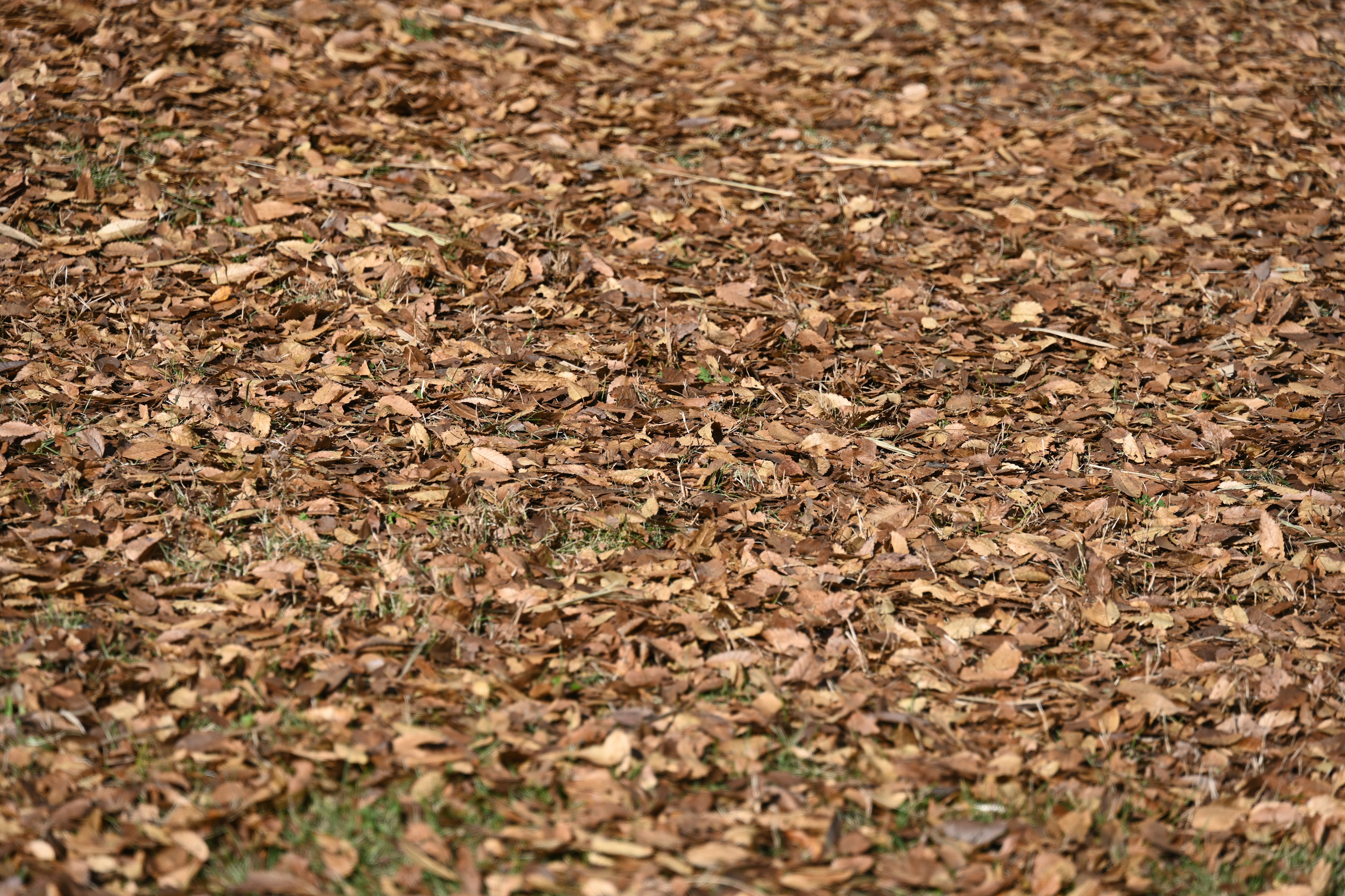 Ground covered with fallen leaves in various shades of brown