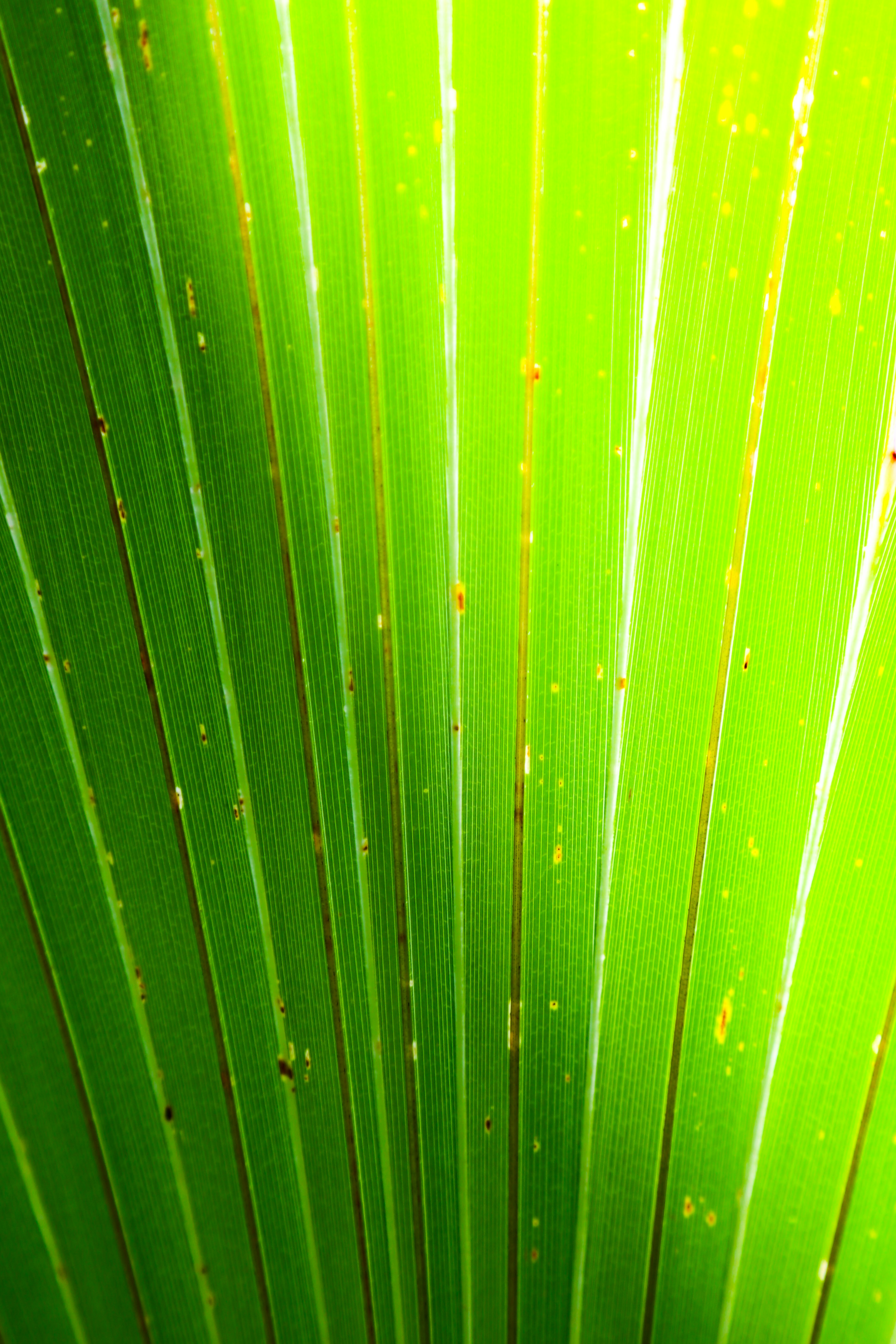 Primo piano di una foglia verde che mostra una texture lucida e venature sottili