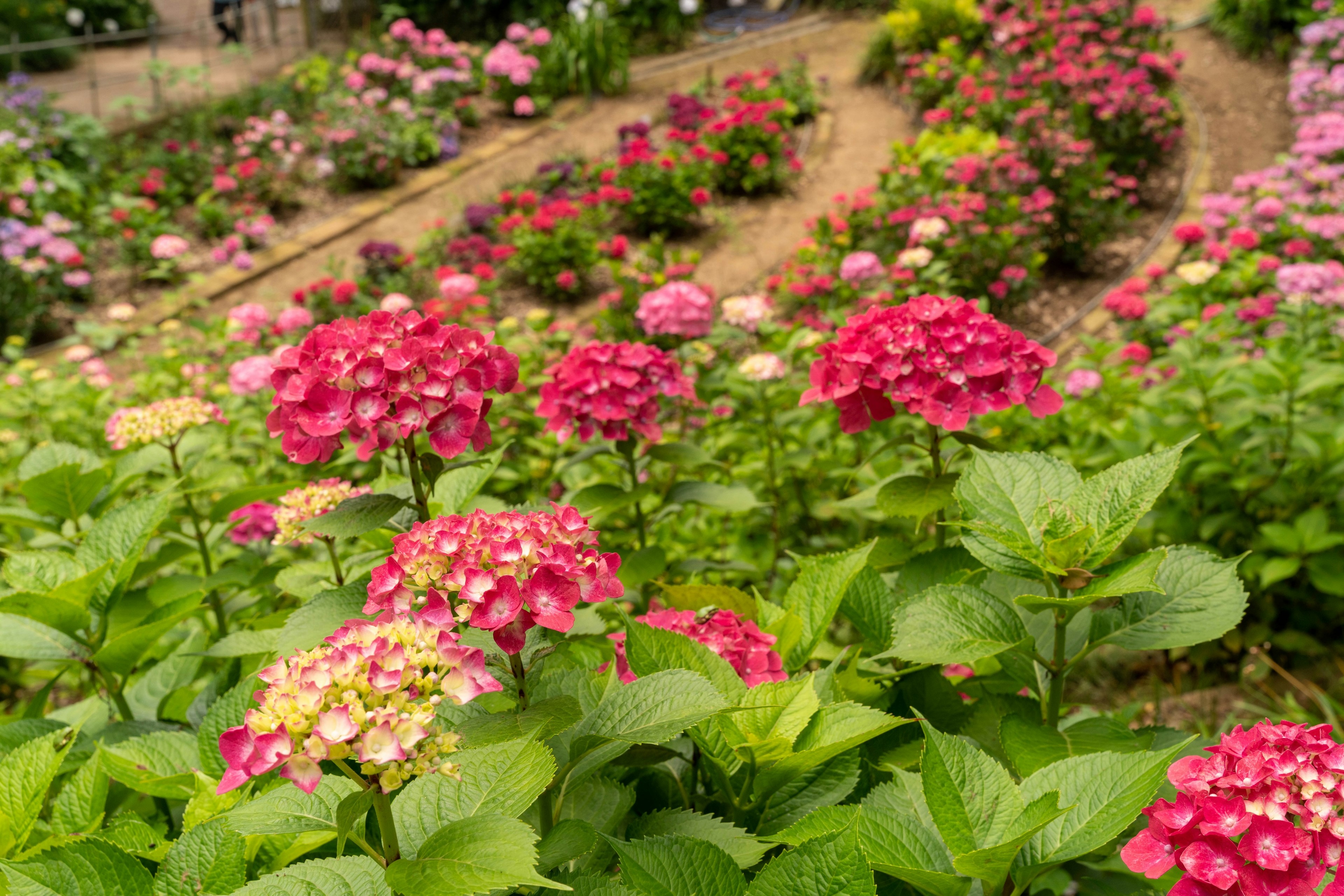 Hortensia berwarna-warni bermekaran di lanskap taman yang indah