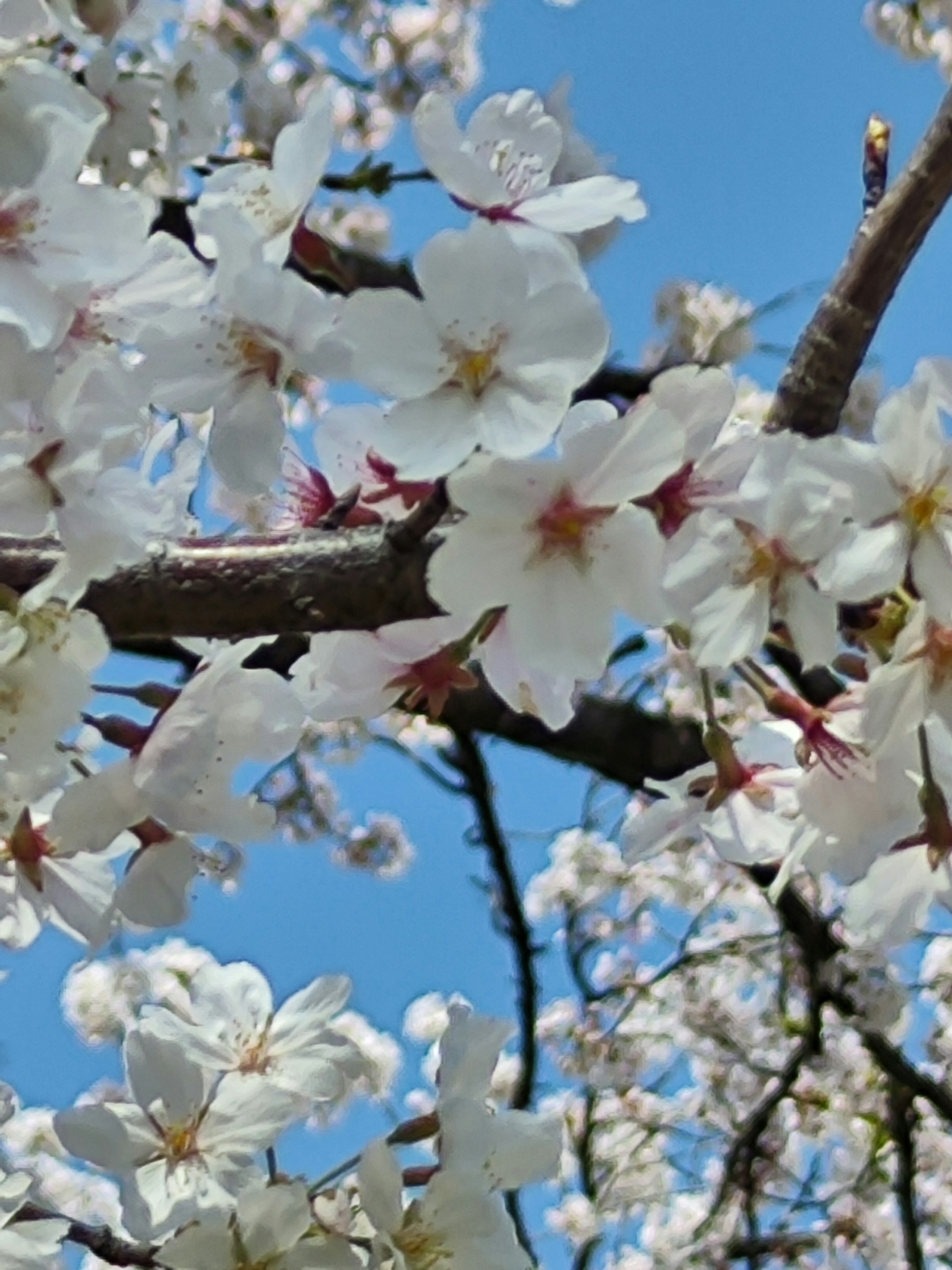 Weiße Kirschblüten blühen vor einem blauen Himmel