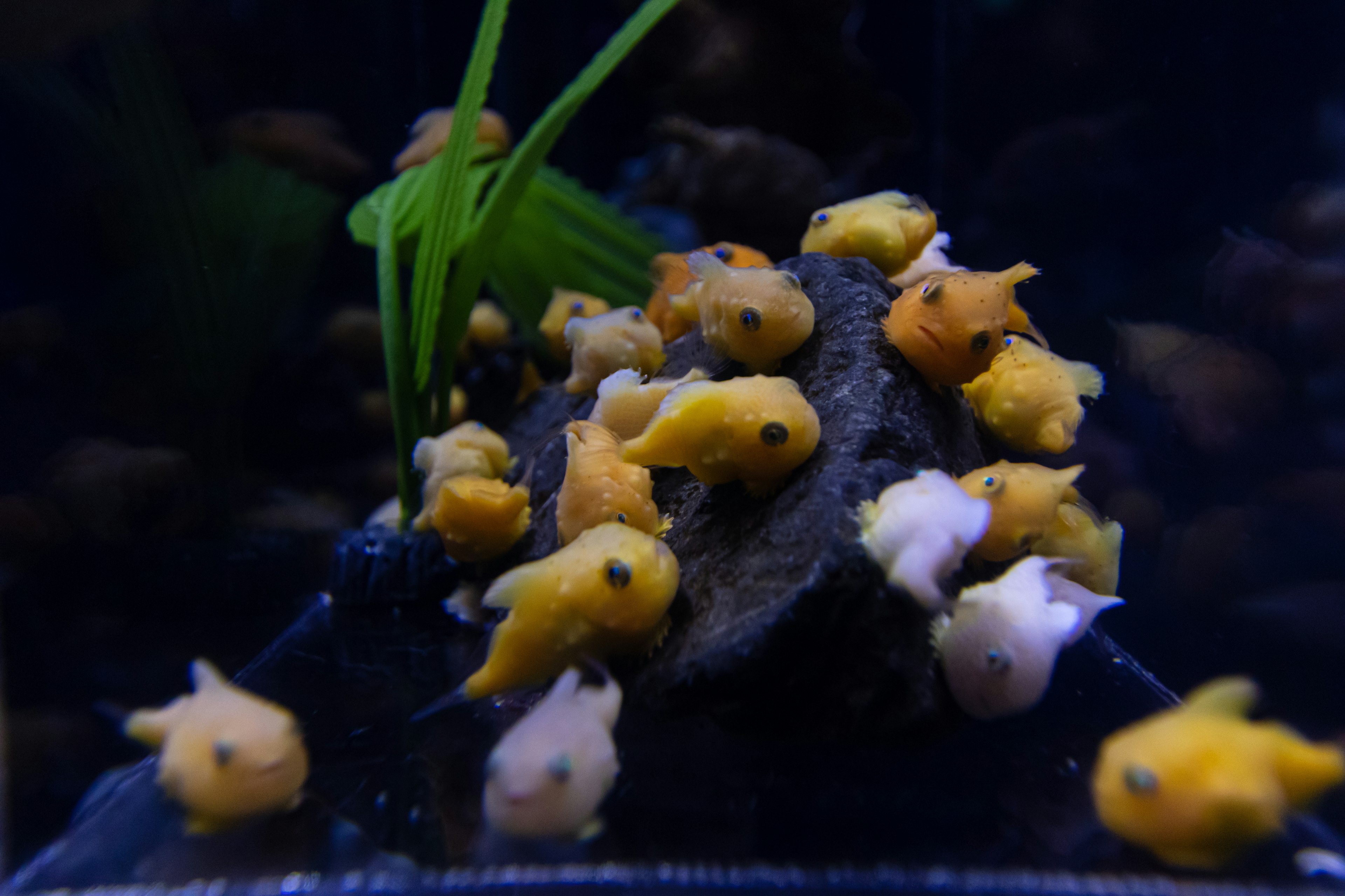 Un groupe de petits poissons jaunes et blancs rassemblés autour d'une roche avec des plantes aquatiques vertes dans un aquarium