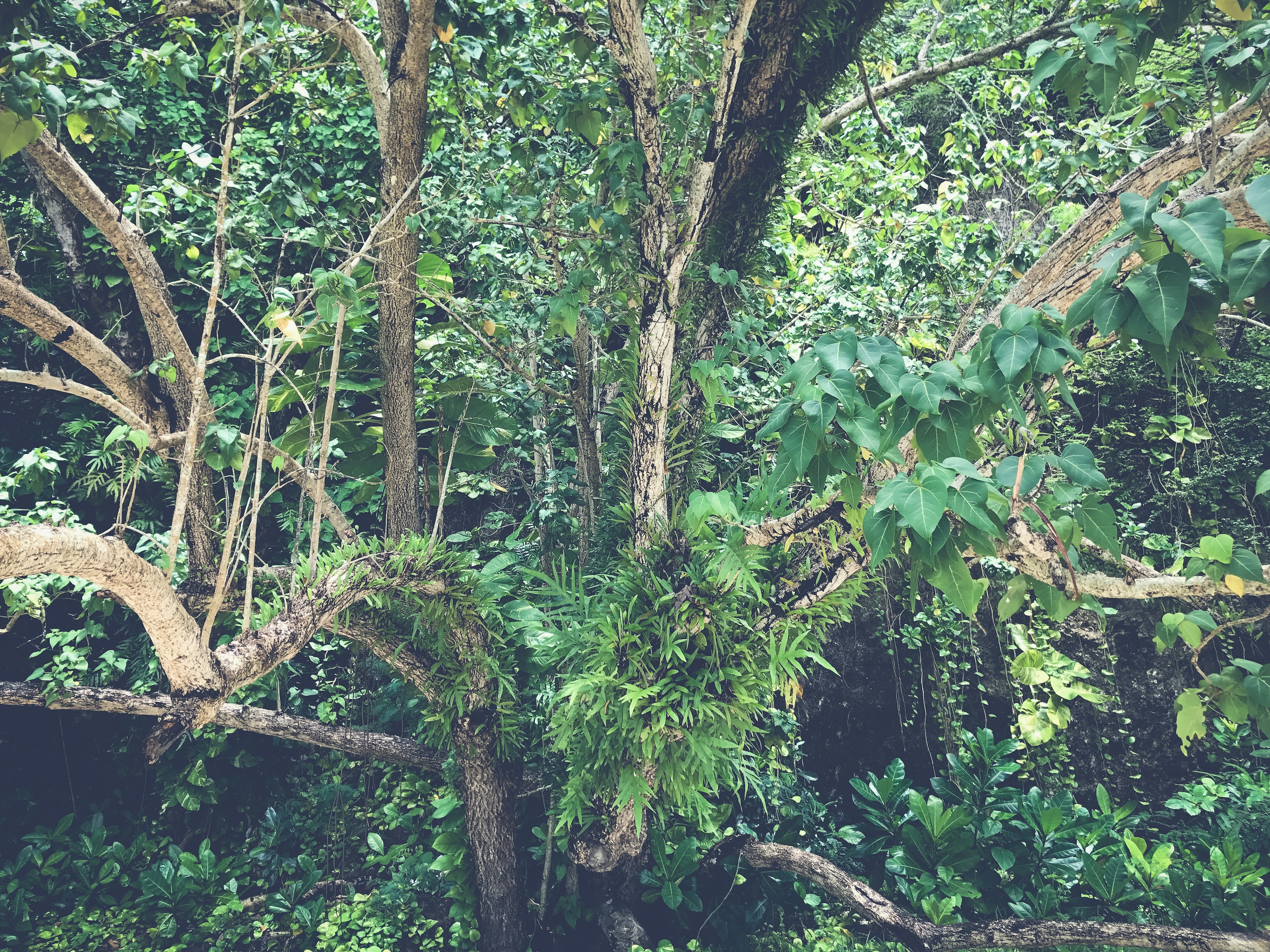 Detailed view of a tree with lush green leaves and branches