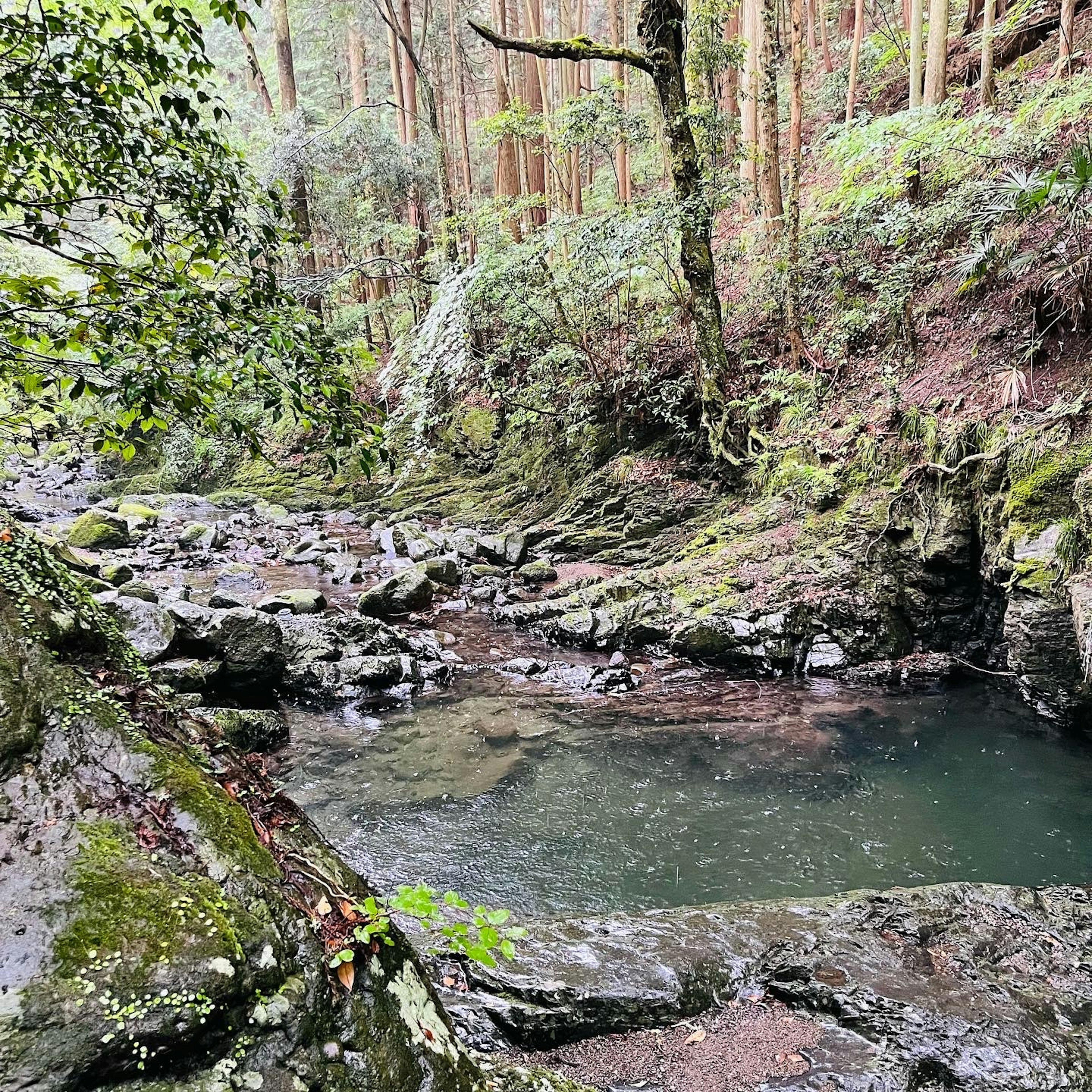 Pemandangan indah aliran sungai berlumut dikelilingi pepohonan hijau dan formasi batuan