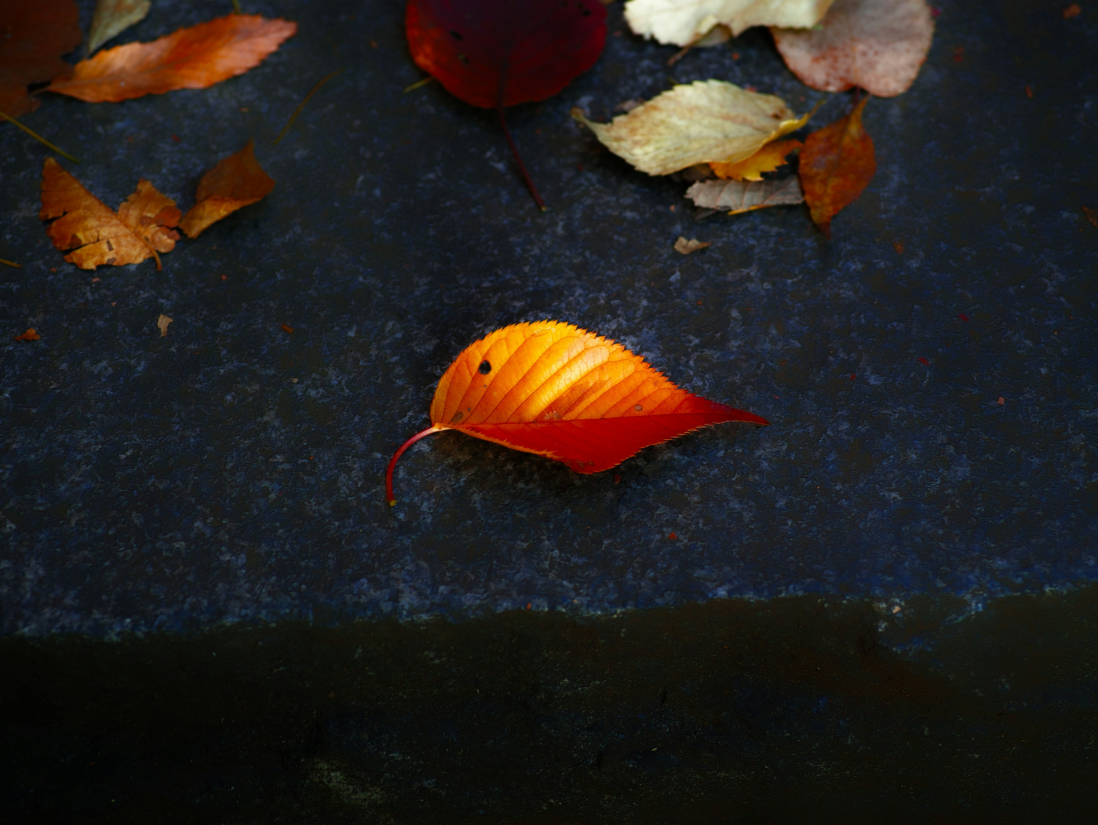 A vibrant orange leaf resting on a dark stone surface