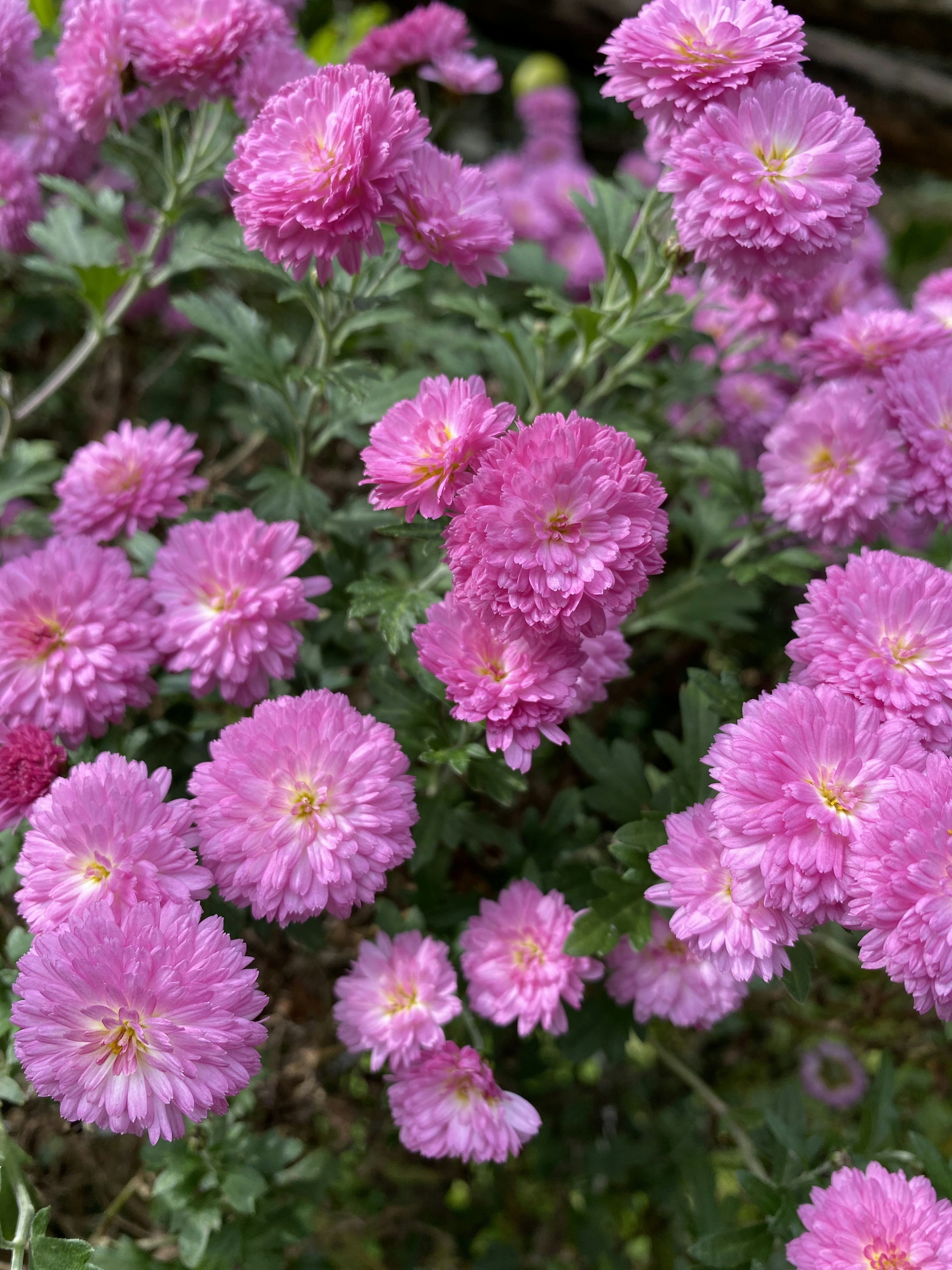 Gros plan de fleurs roses vibrantes en pleine floraison