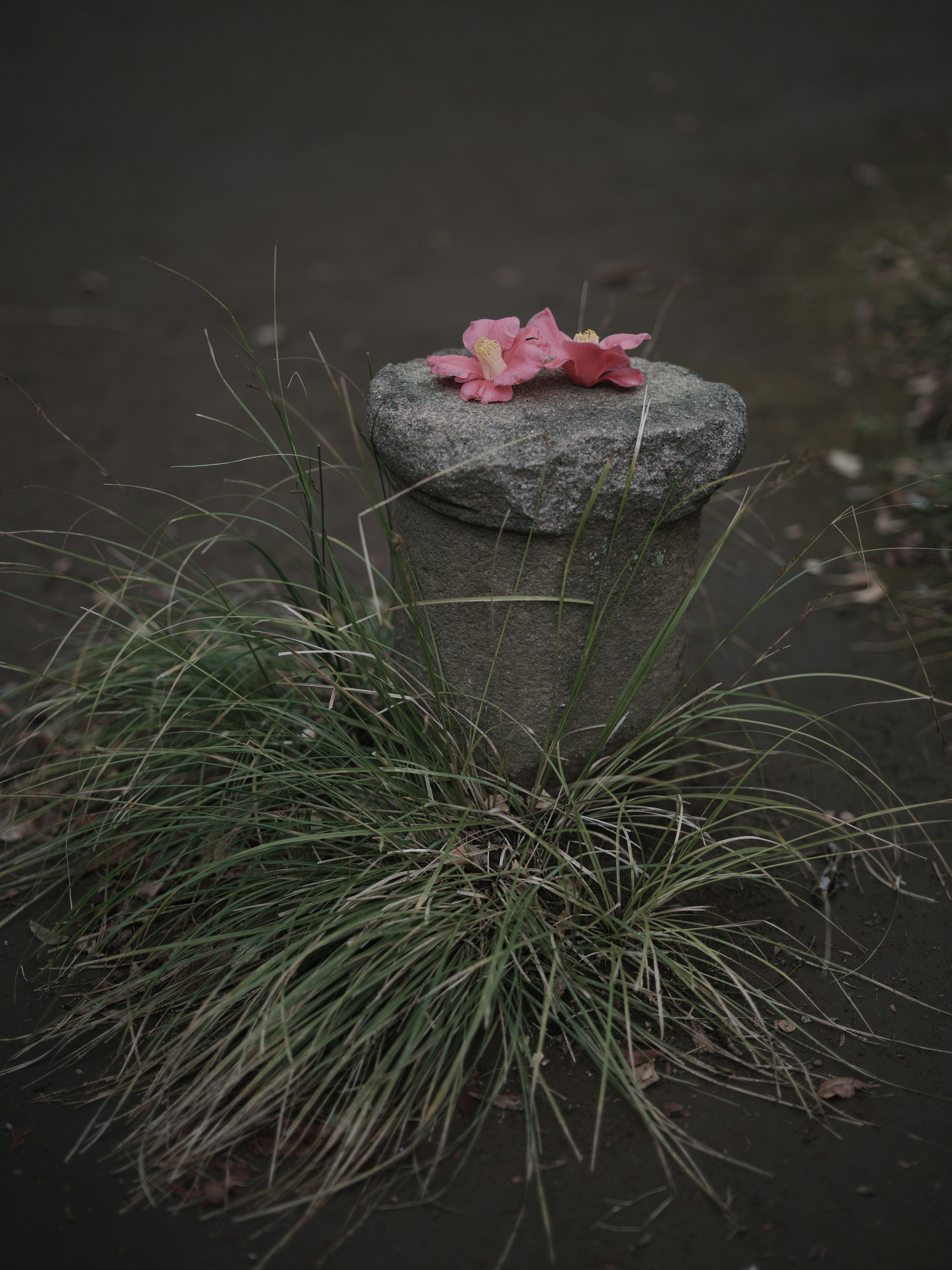 Fleurs roses posées sur une pierre entourée d'herbe