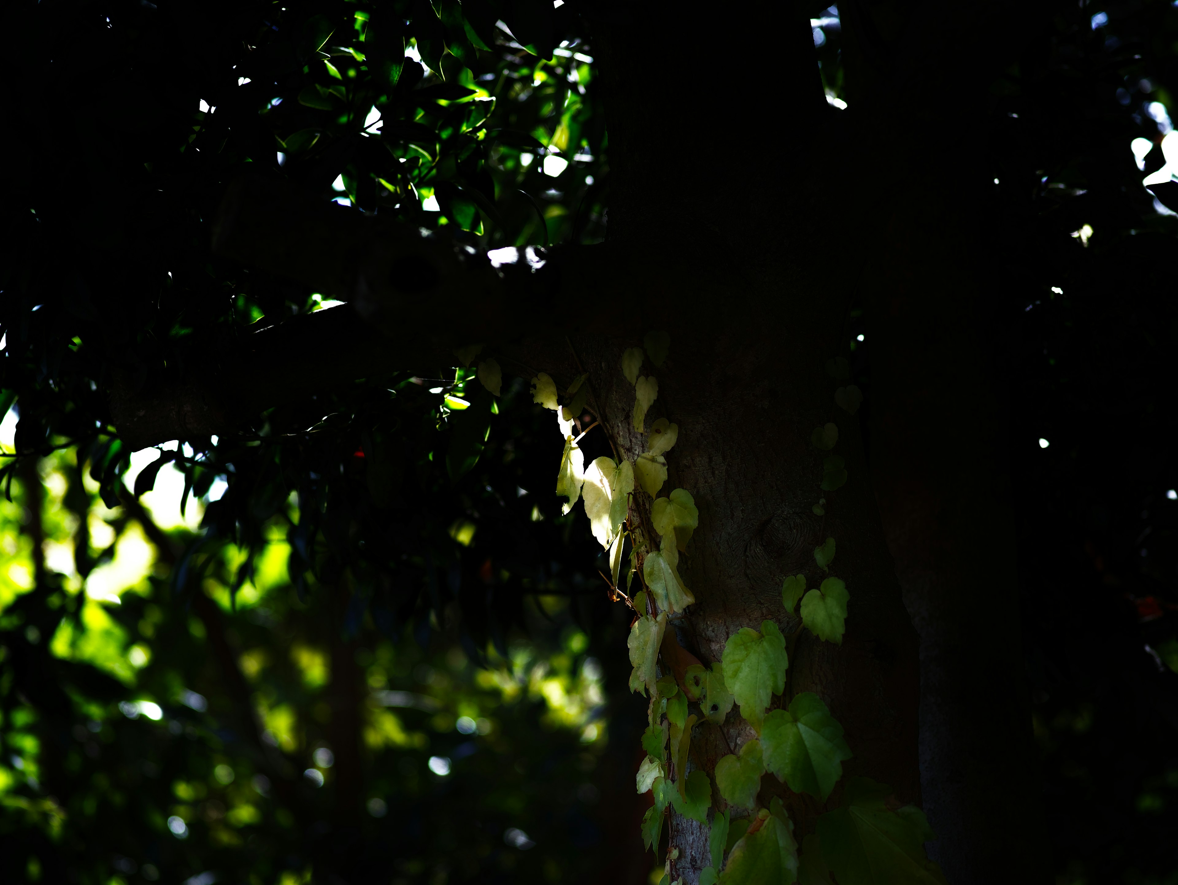 Contrast of green leaves climbing a tree trunk and shadows