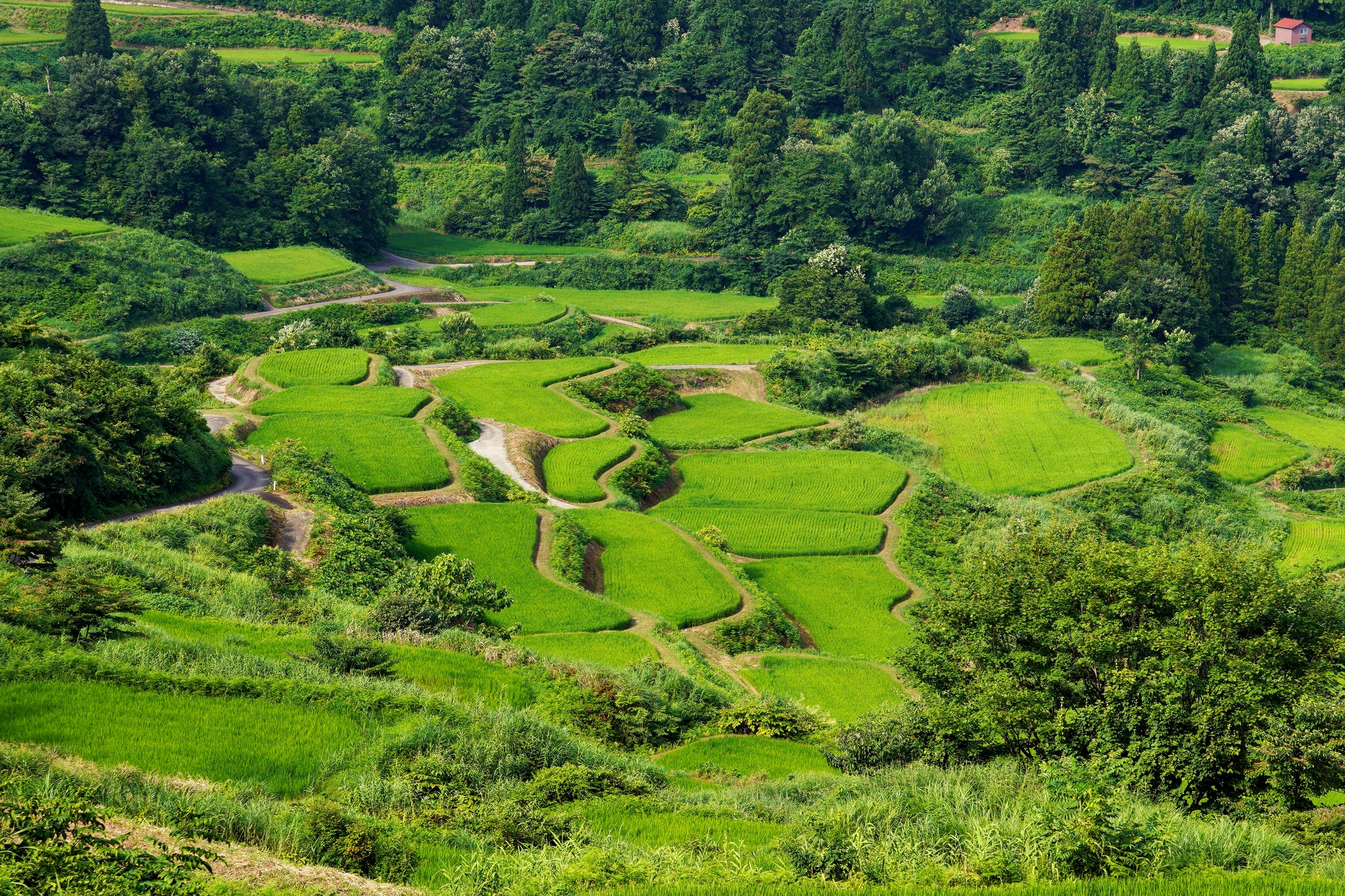 Ladang padi teras hijau yang subur dalam pemandangan yang indah