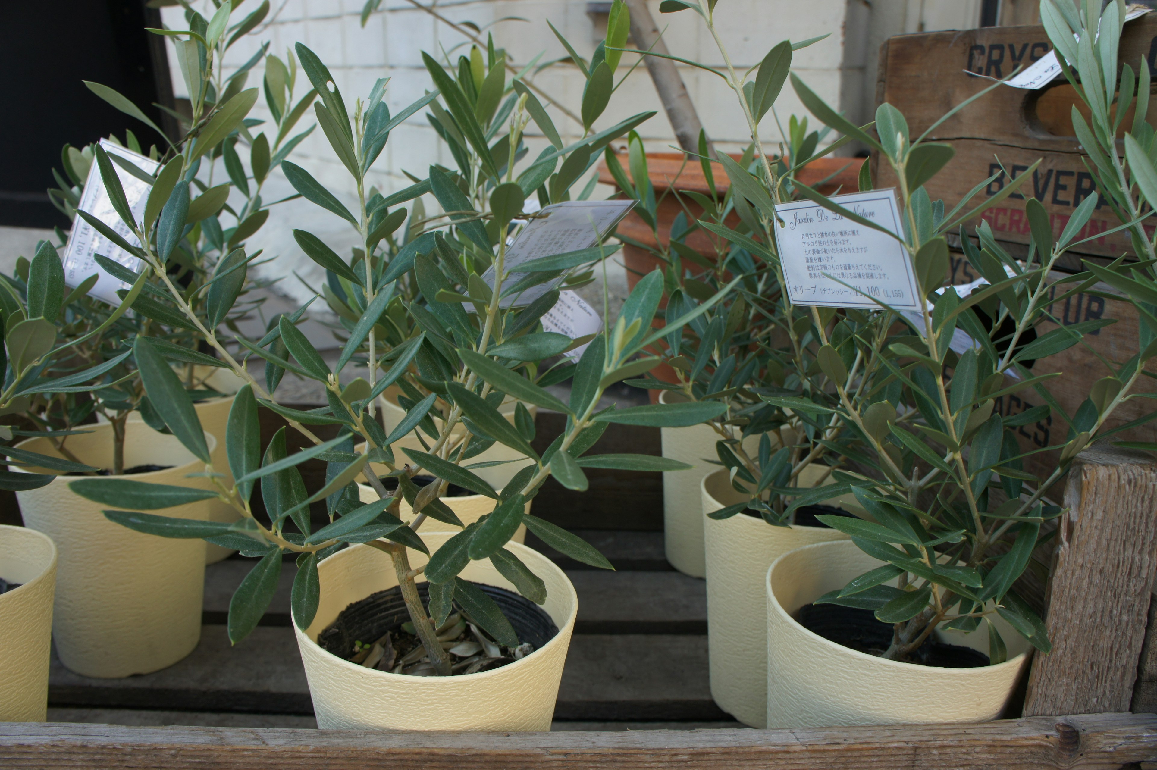 Small olive trees planted in pots on a wooden surface