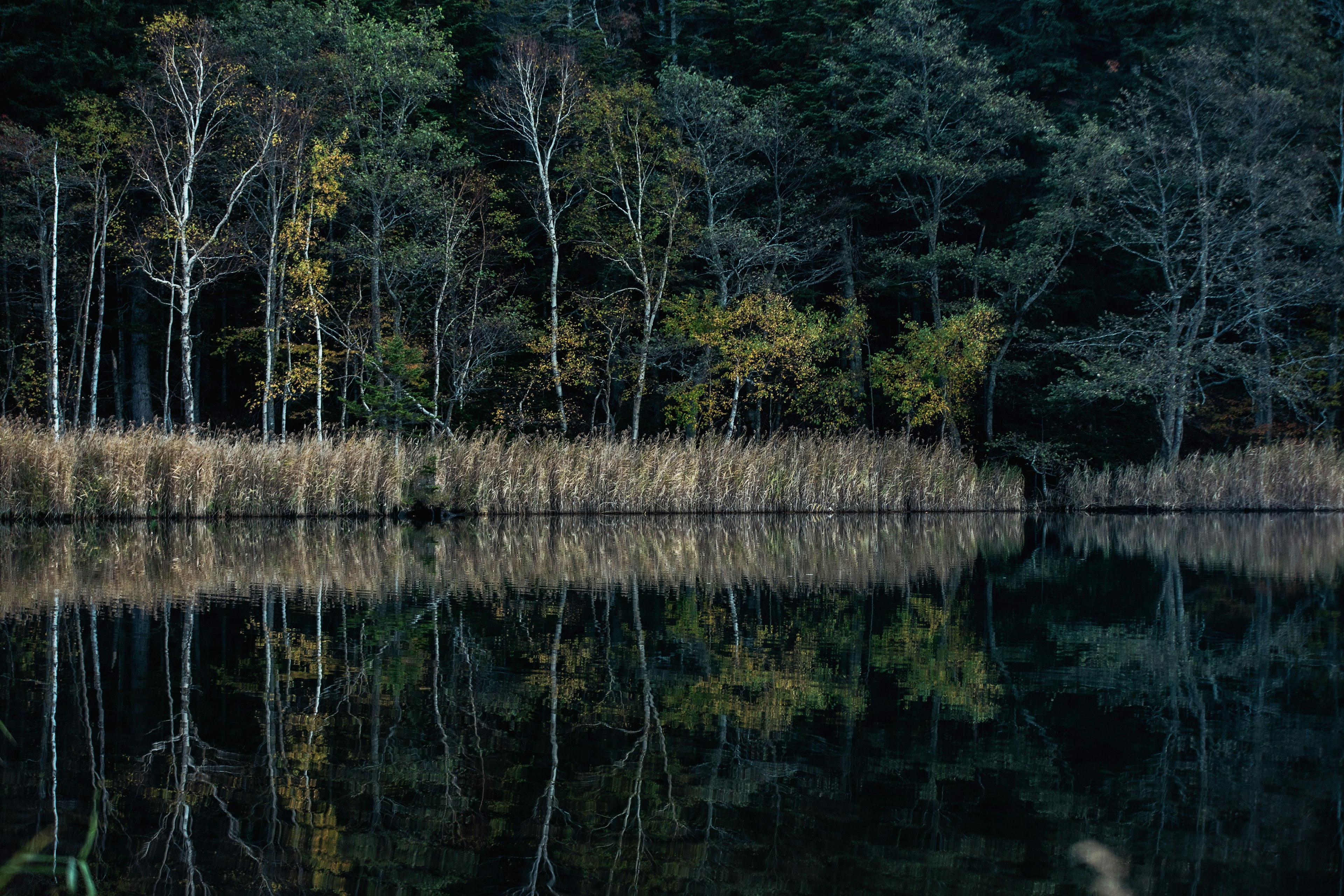 Lago tranquilo que refleja el follaje otoñal y los árboles