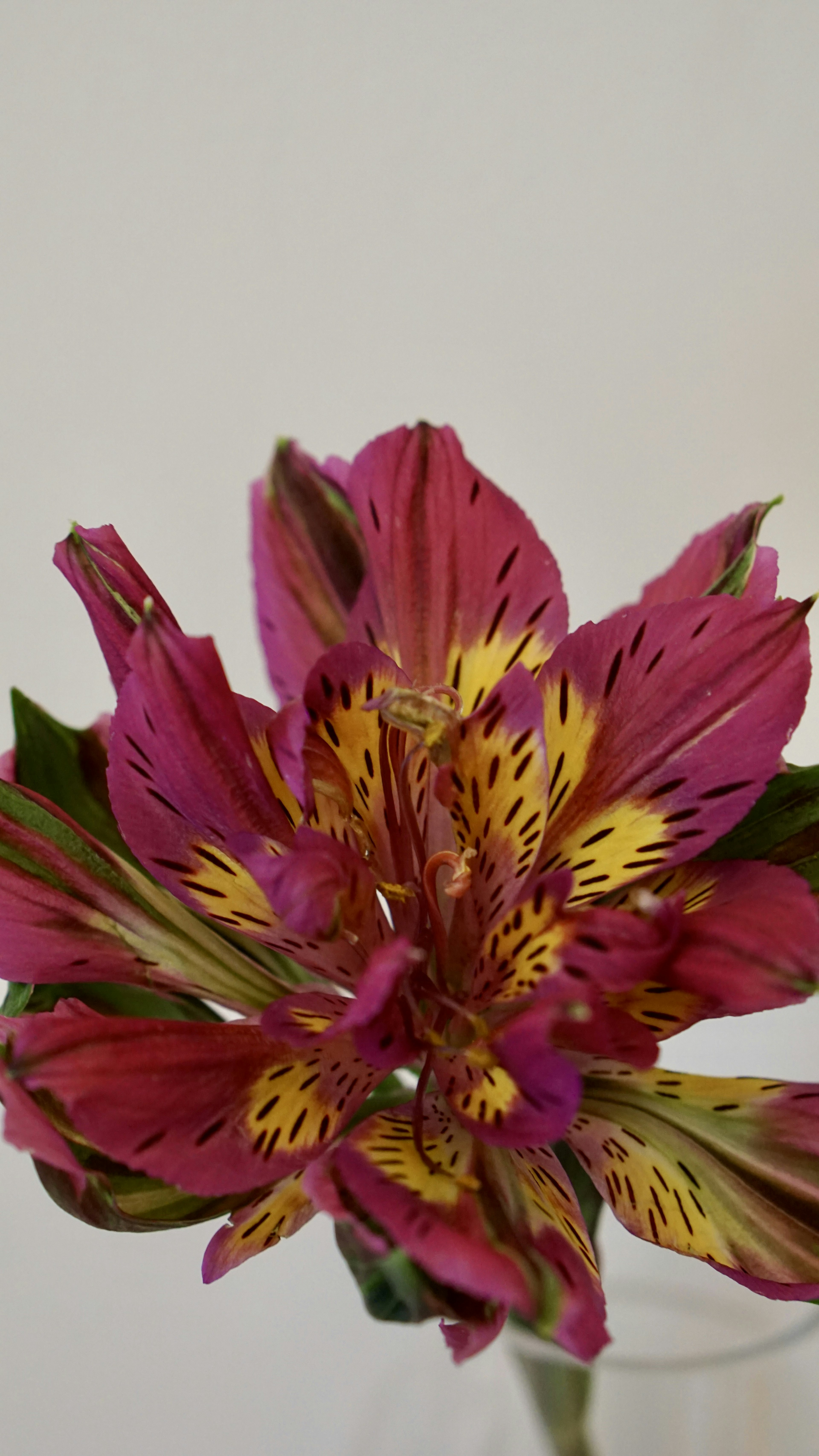 Primer plano de una flor de alstroemeria con patrones rosas y amarillos vibrantes