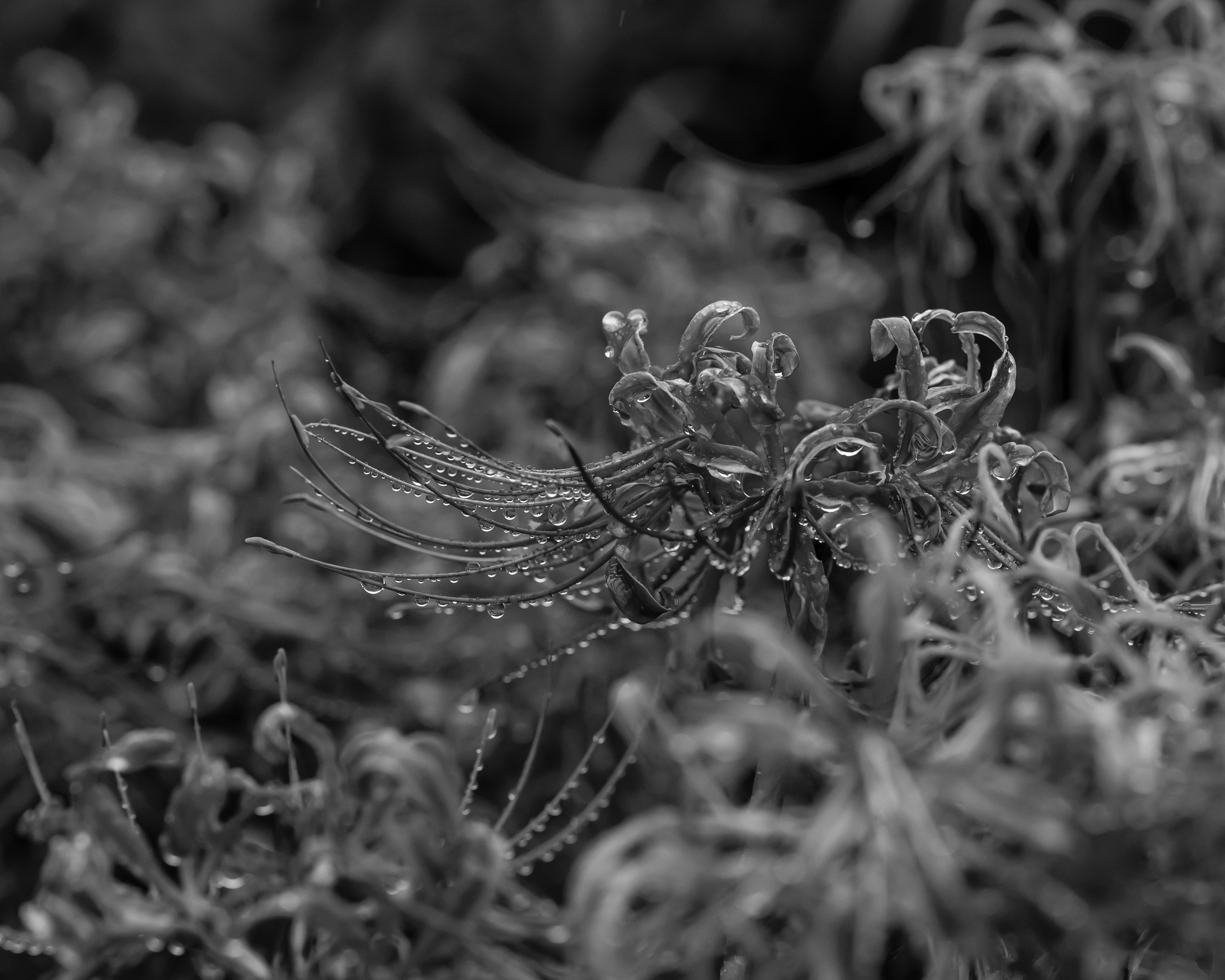 Close-up photo of moss in black and white with water droplets