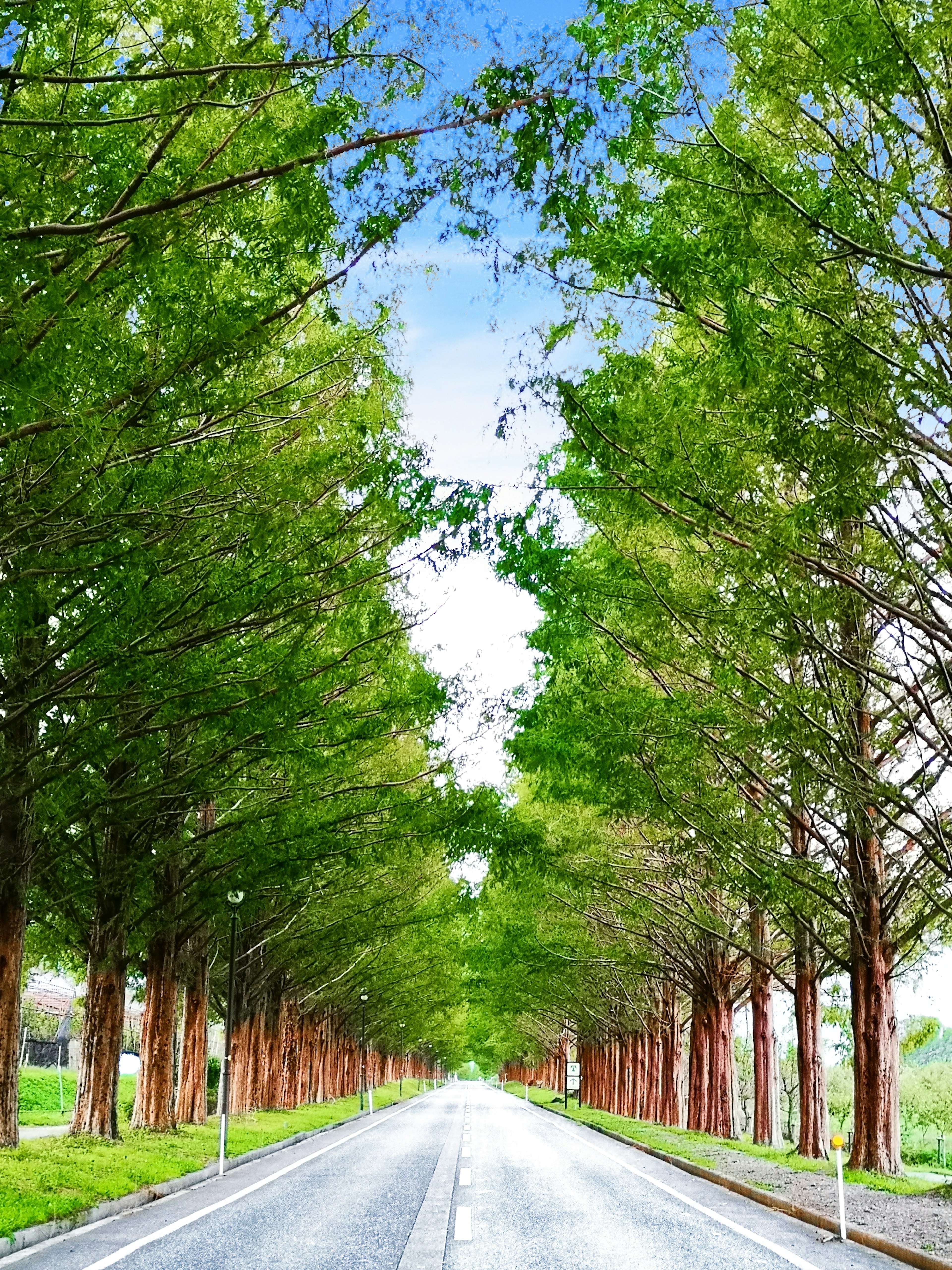 一條寧靜的道路，兩旁是高大的綠色樹木，天空湛藍