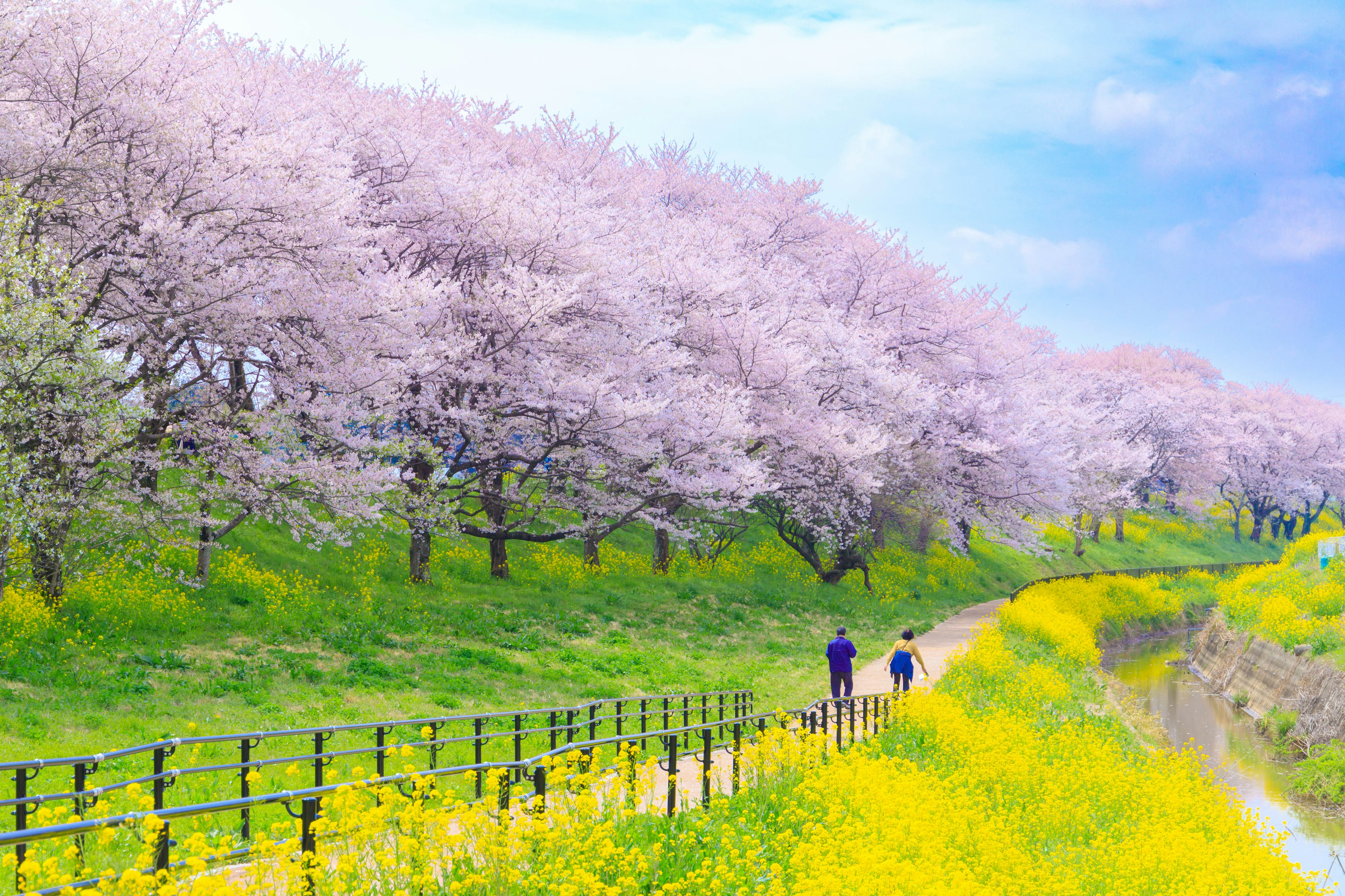 Scenic view of cherry blossom trees and yellow flowers along a path with people walking