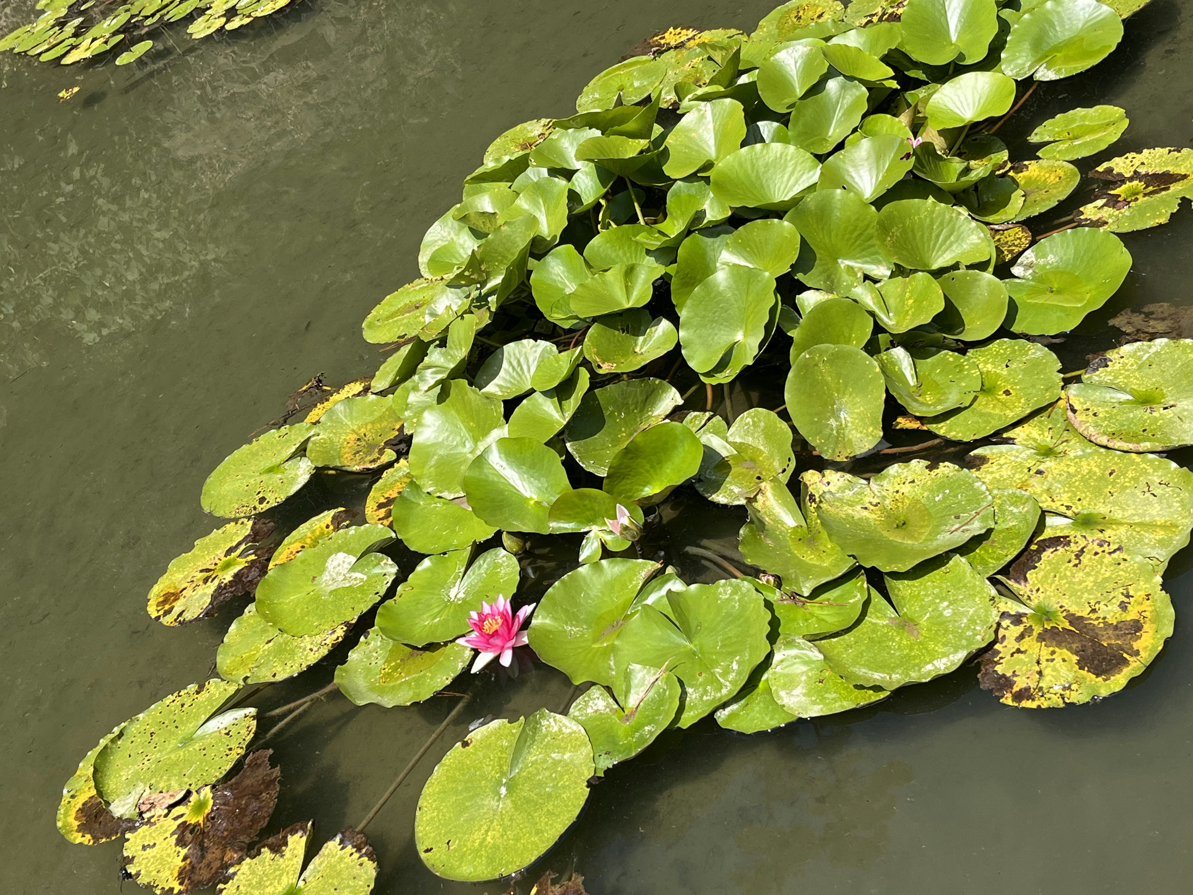 Pink water lily floating among green lily pads