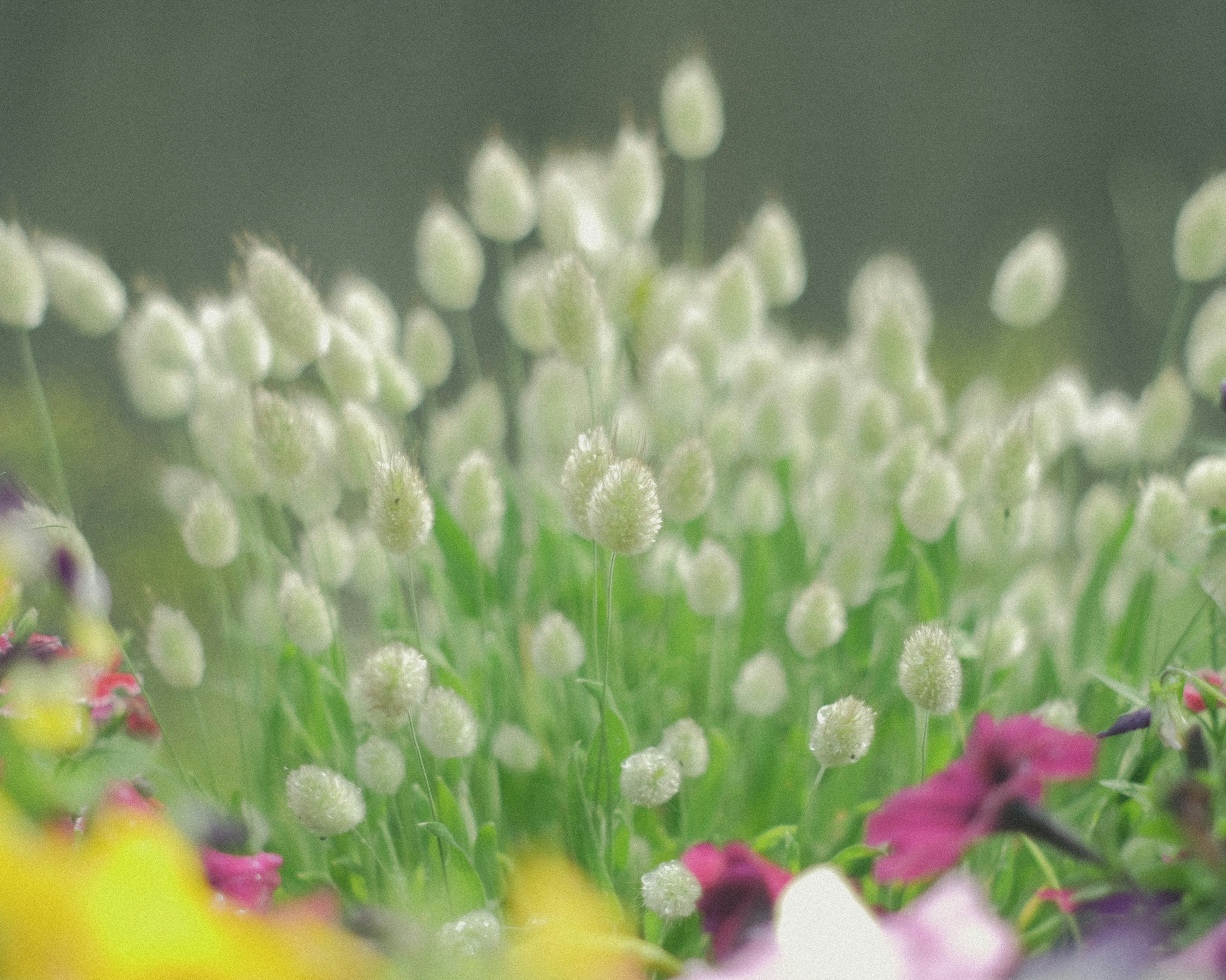 白い花のつぼみが咲きかけている色とりどりの花々の背景