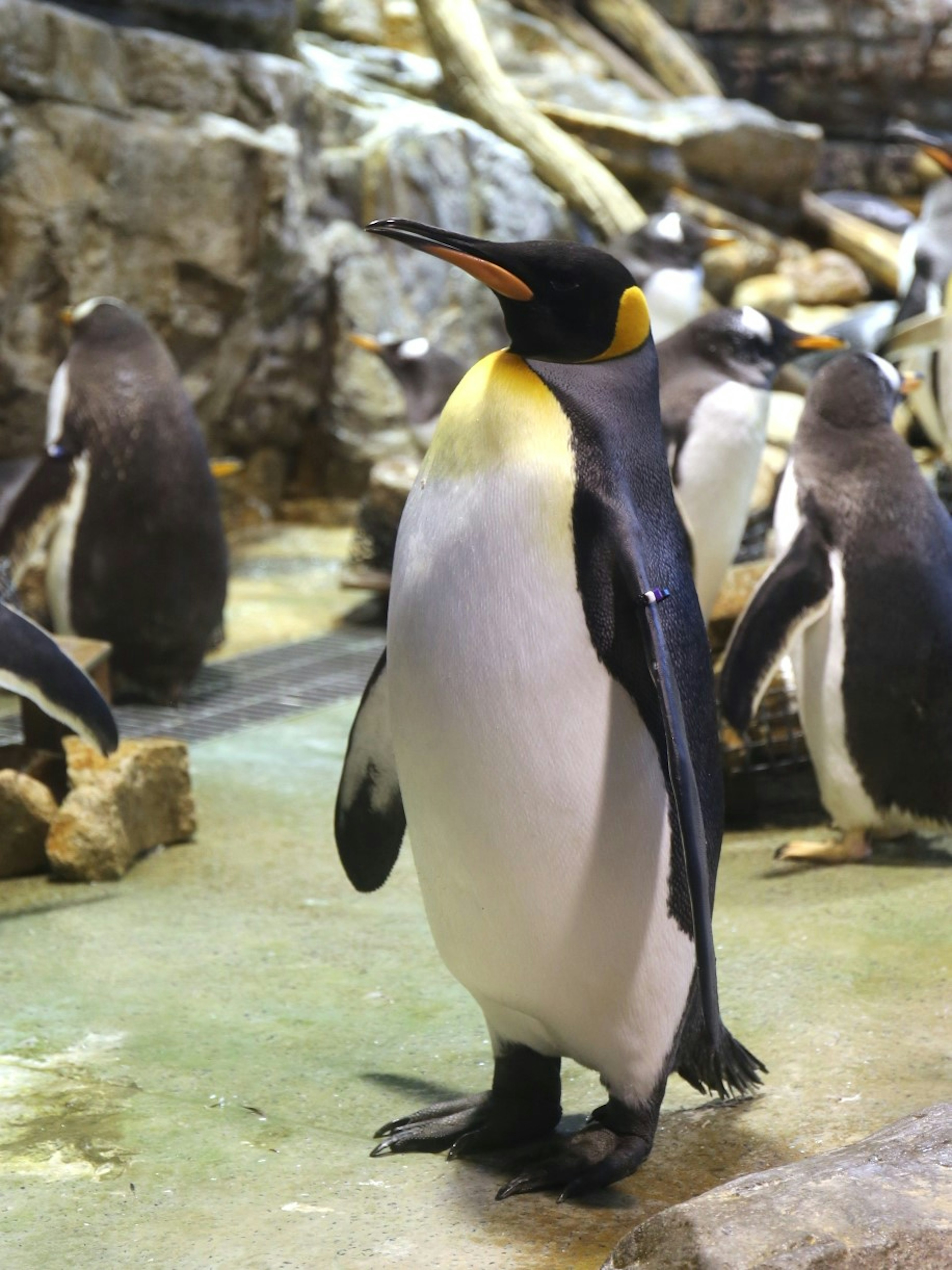 Un pingüino de pie con otros pingüinos y rocas al fondo