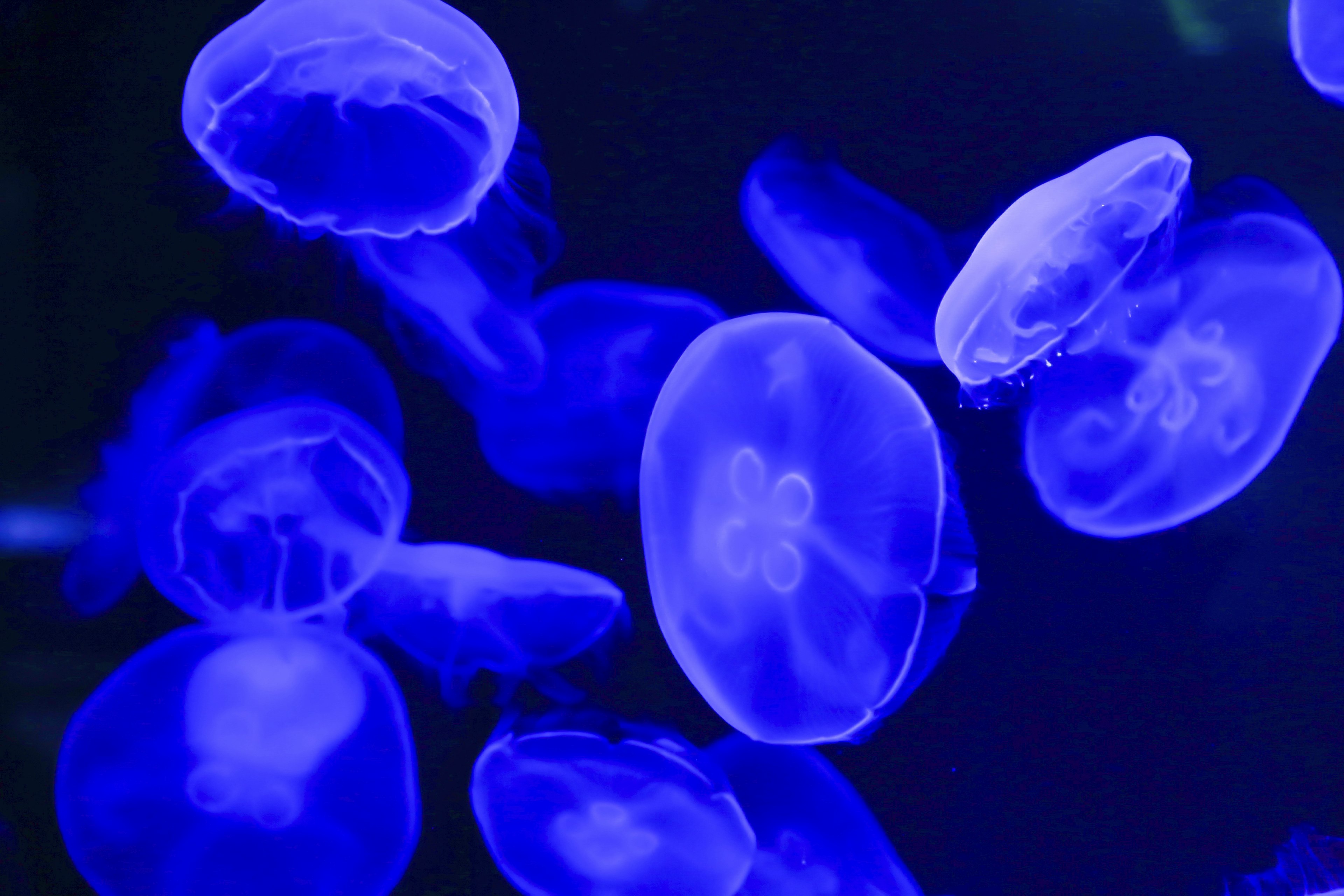 Medusas azules flotando en el agua