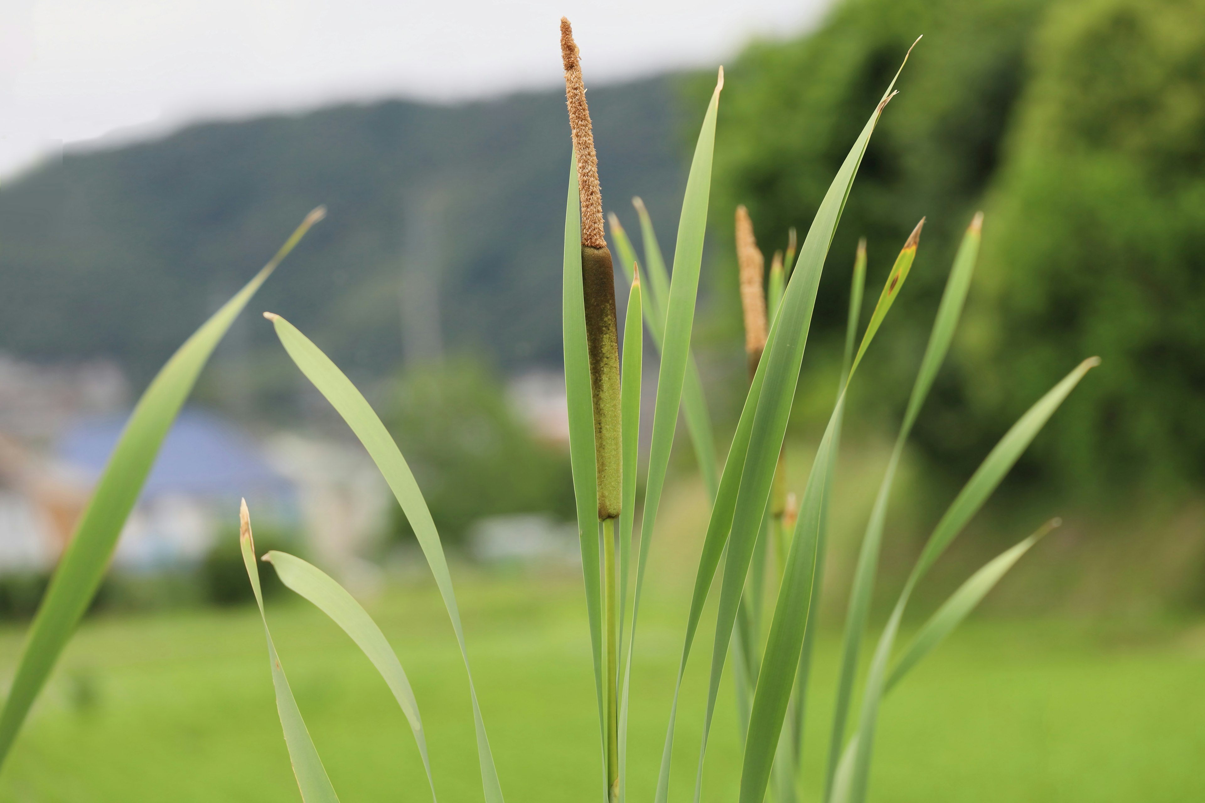 植物的特写，绿色叶子和棕色尖端