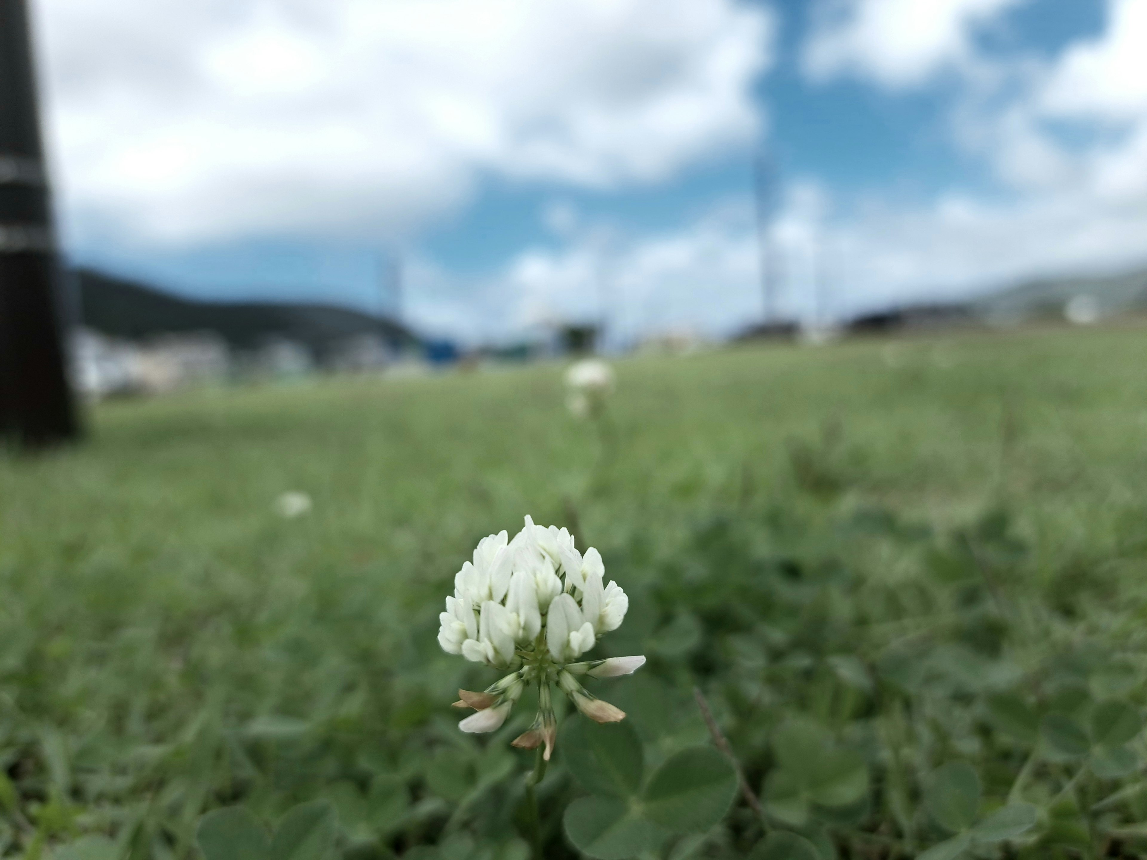 白いクローバーの花が緑の草原に咲いている風景