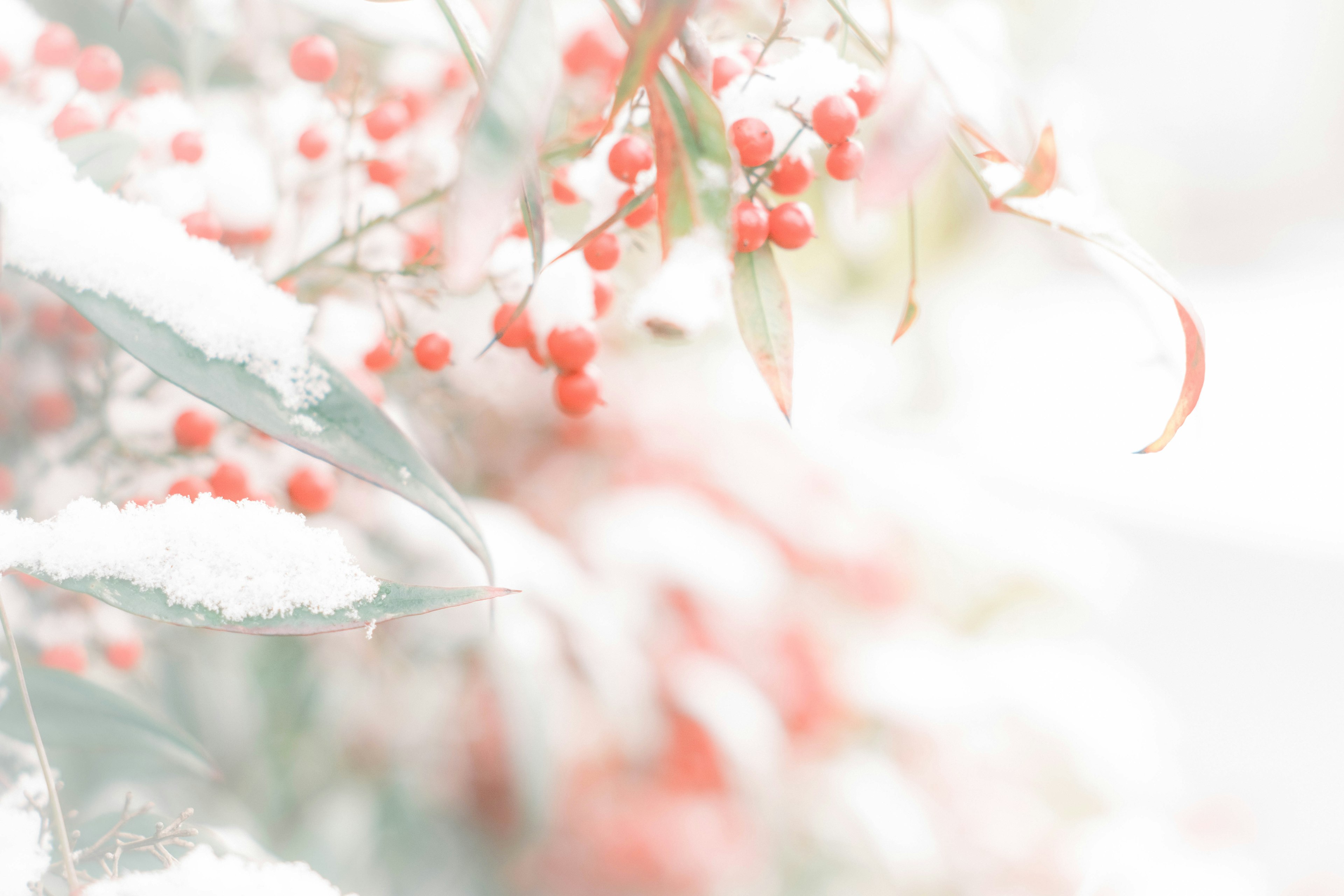 雪に覆われた赤い実の植物のクローズアップ