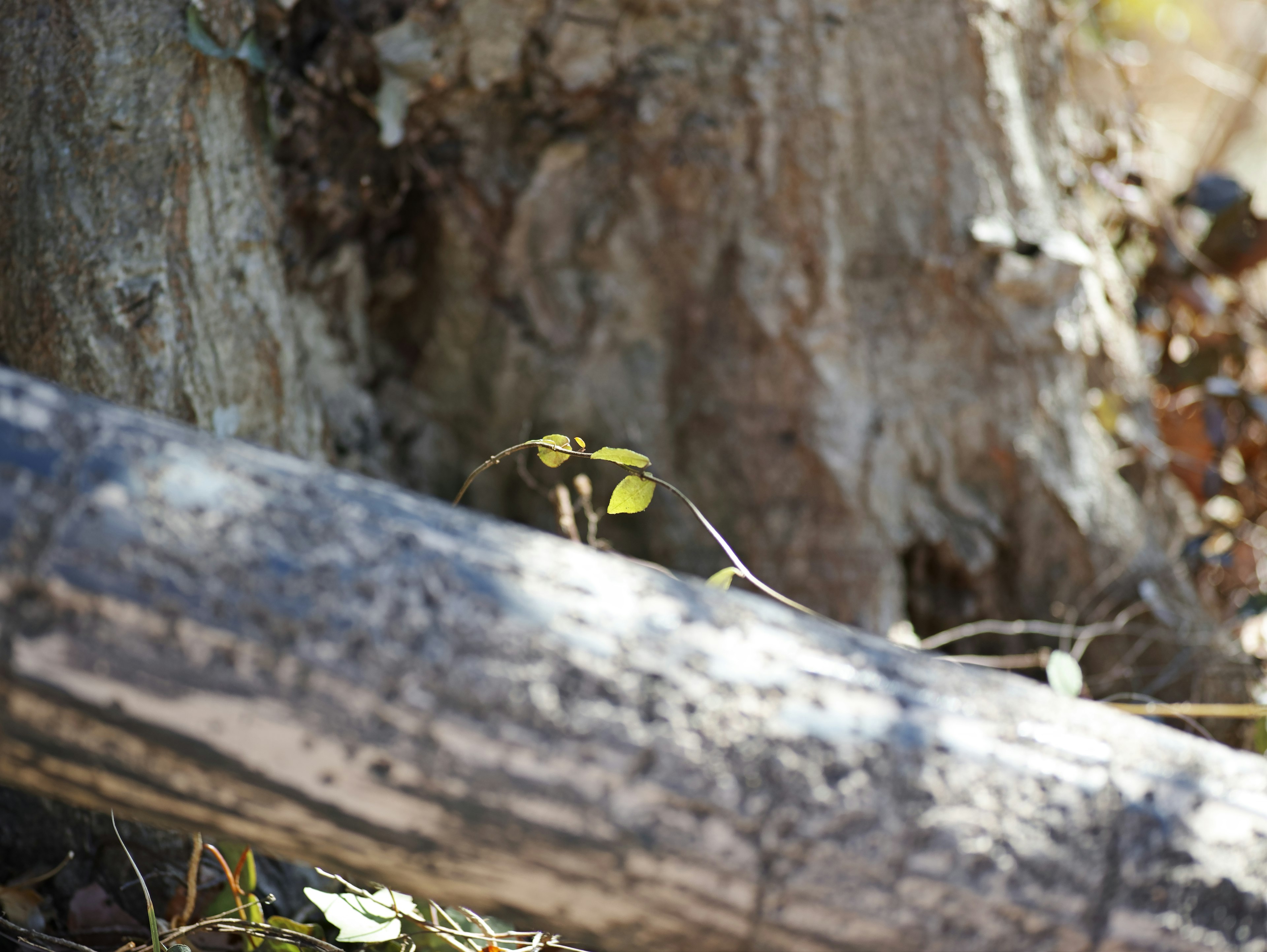 Small sprout near tree trunk and fallen log