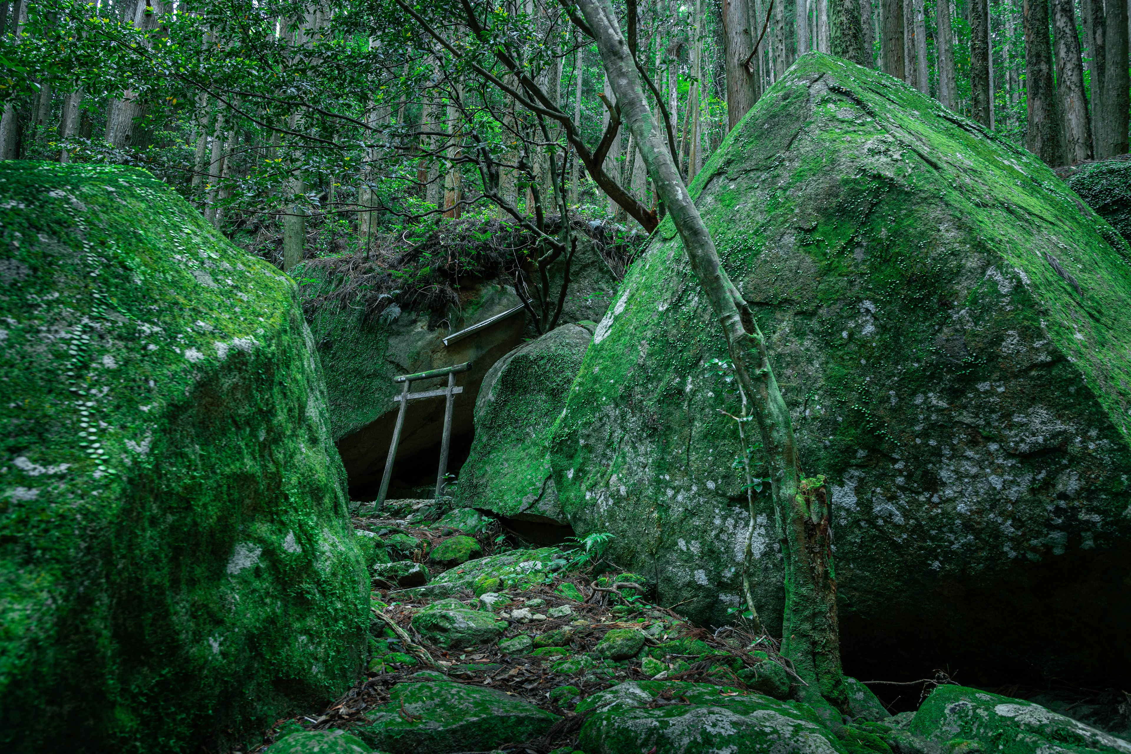 Grands rochers couverts de mousse et un torii niché parmi les arbres