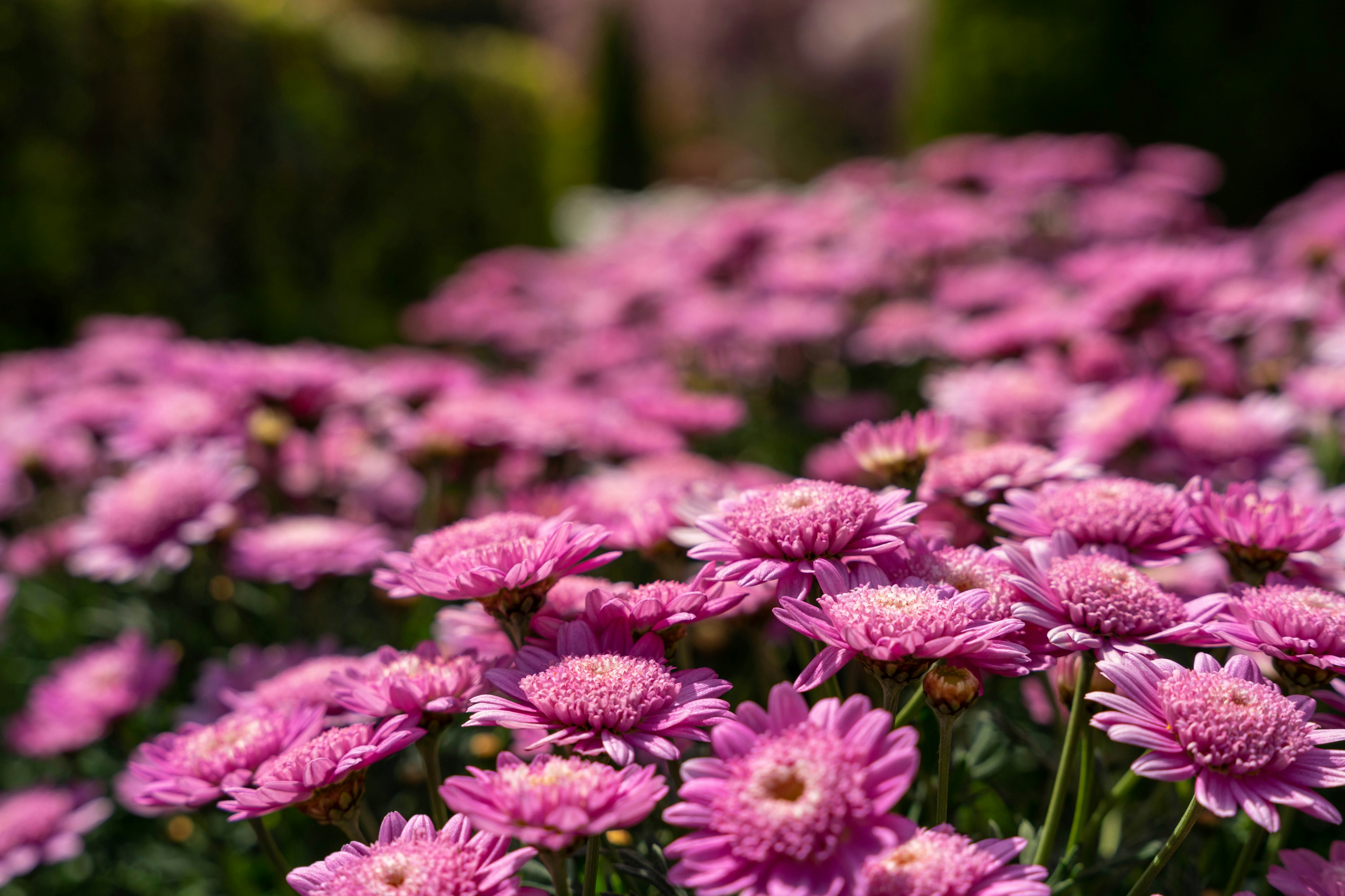 Vibrant pink flowers in a garden setting