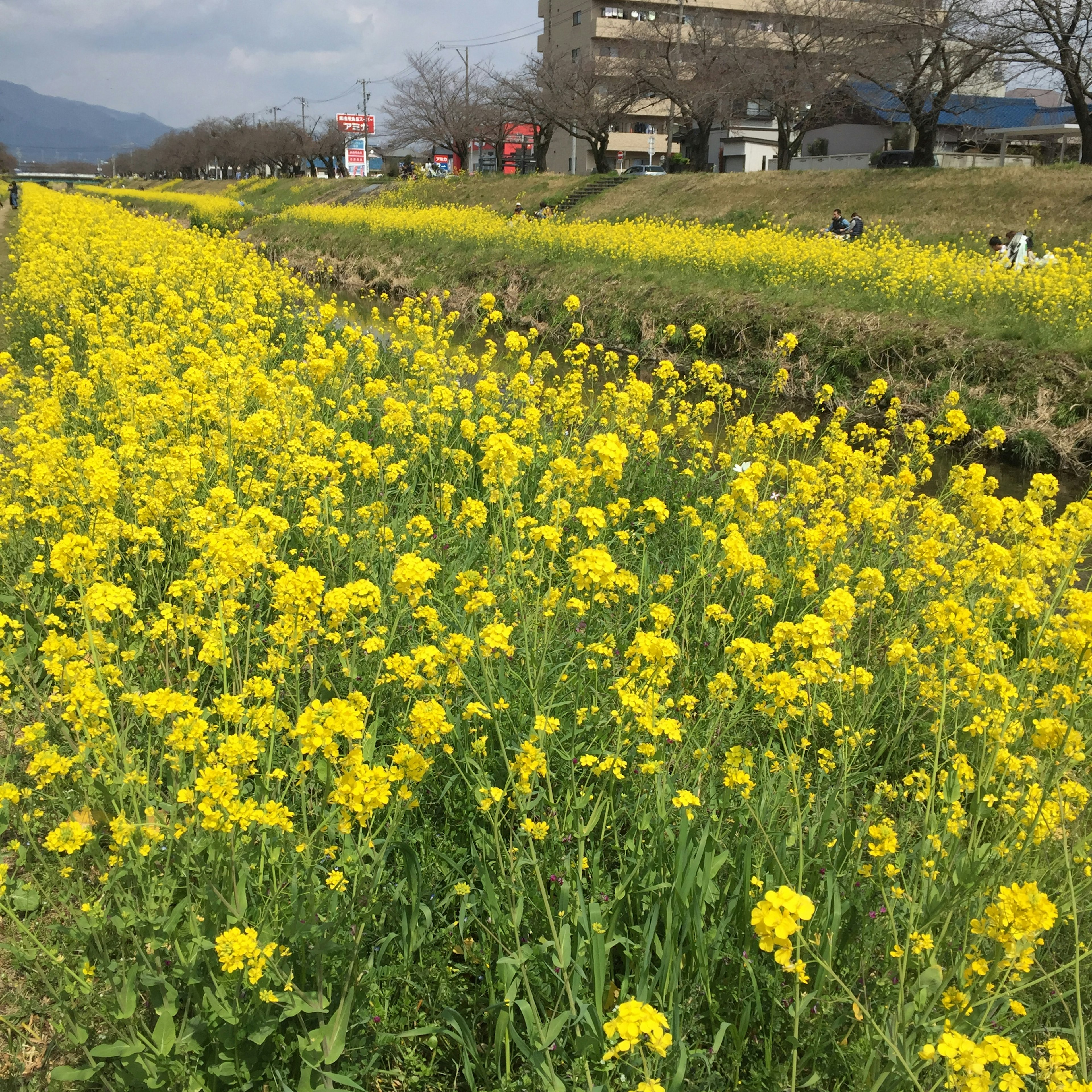 Champ de fleurs de colza jaunes vives près d'une rivière