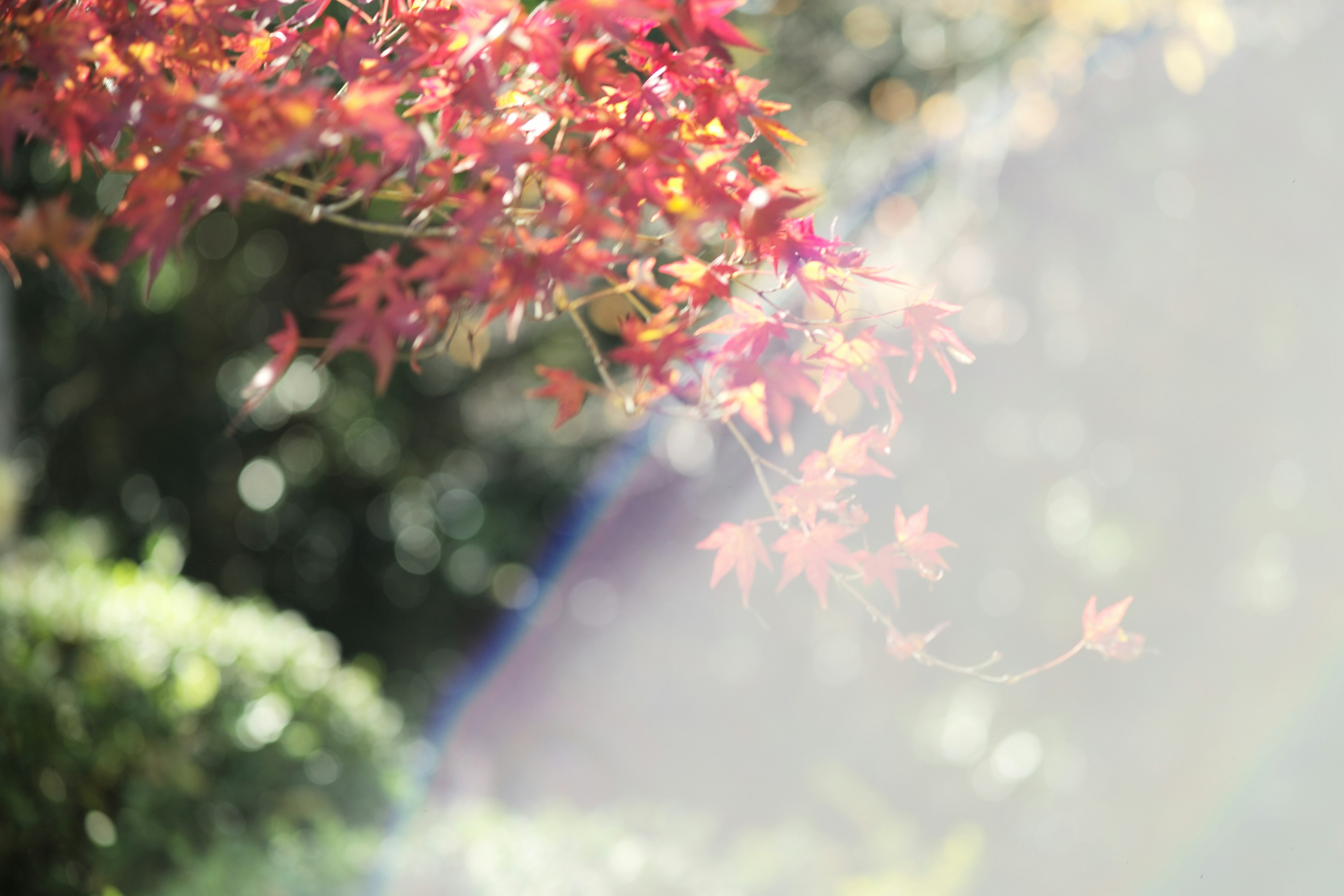 色鮮やかな紅葉の葉が青い空の下で輝いている風景