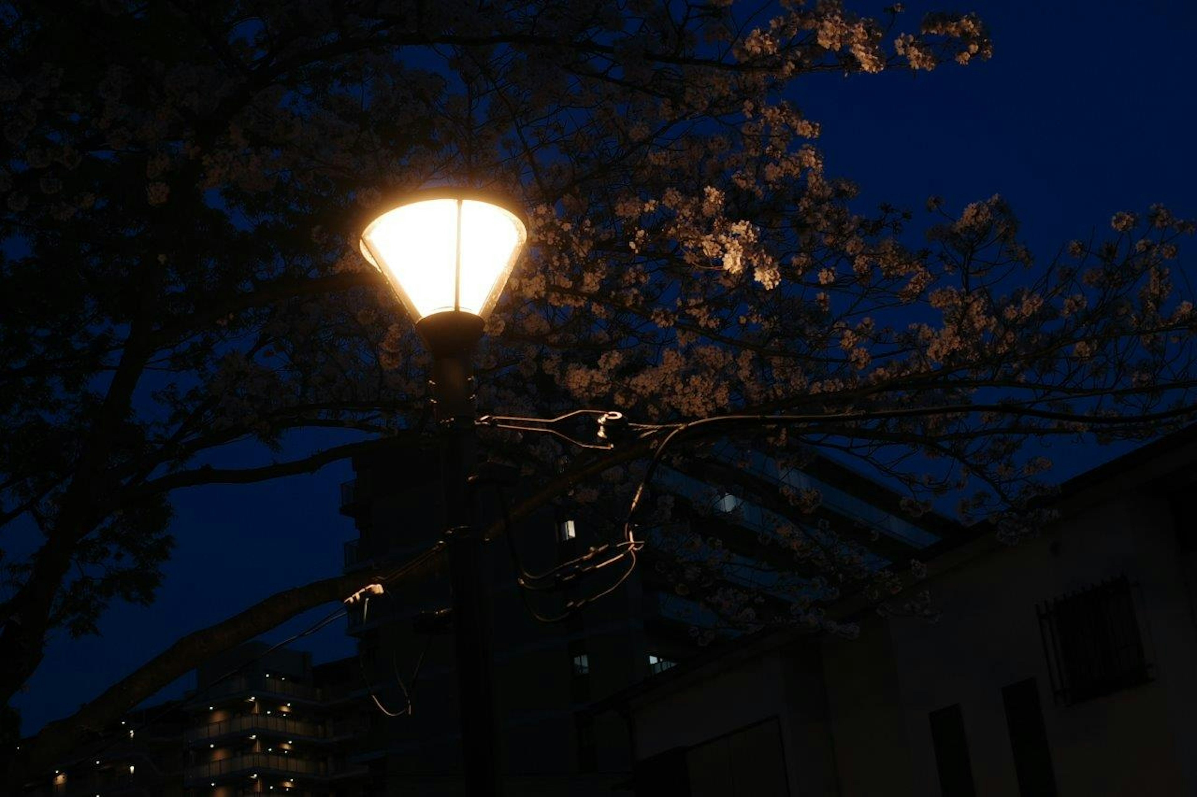 夜の公園の桜の木と街灯の美しい風景