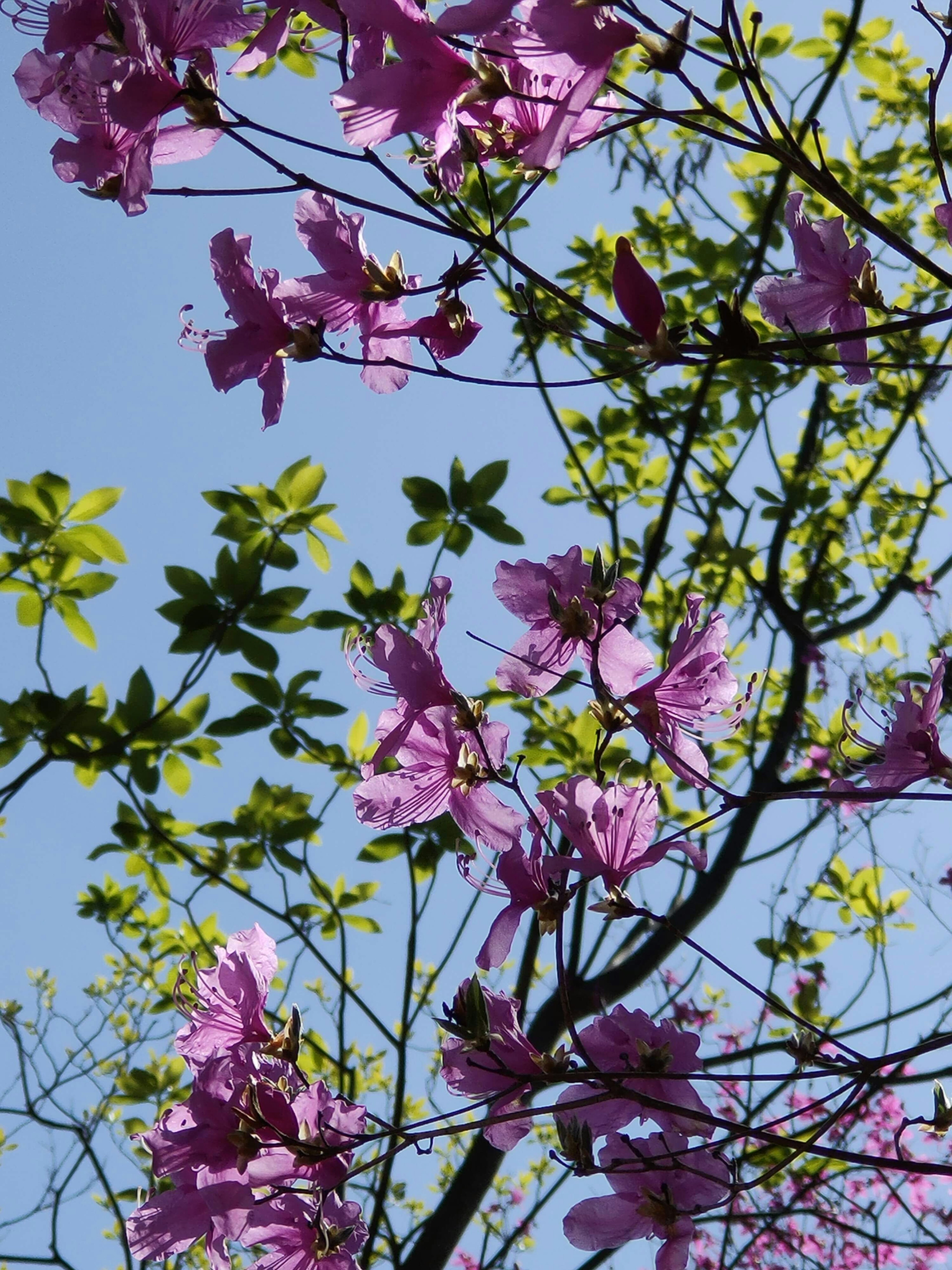 青空を背景にしたピンクの花と緑の葉の鮮やかなコントラスト